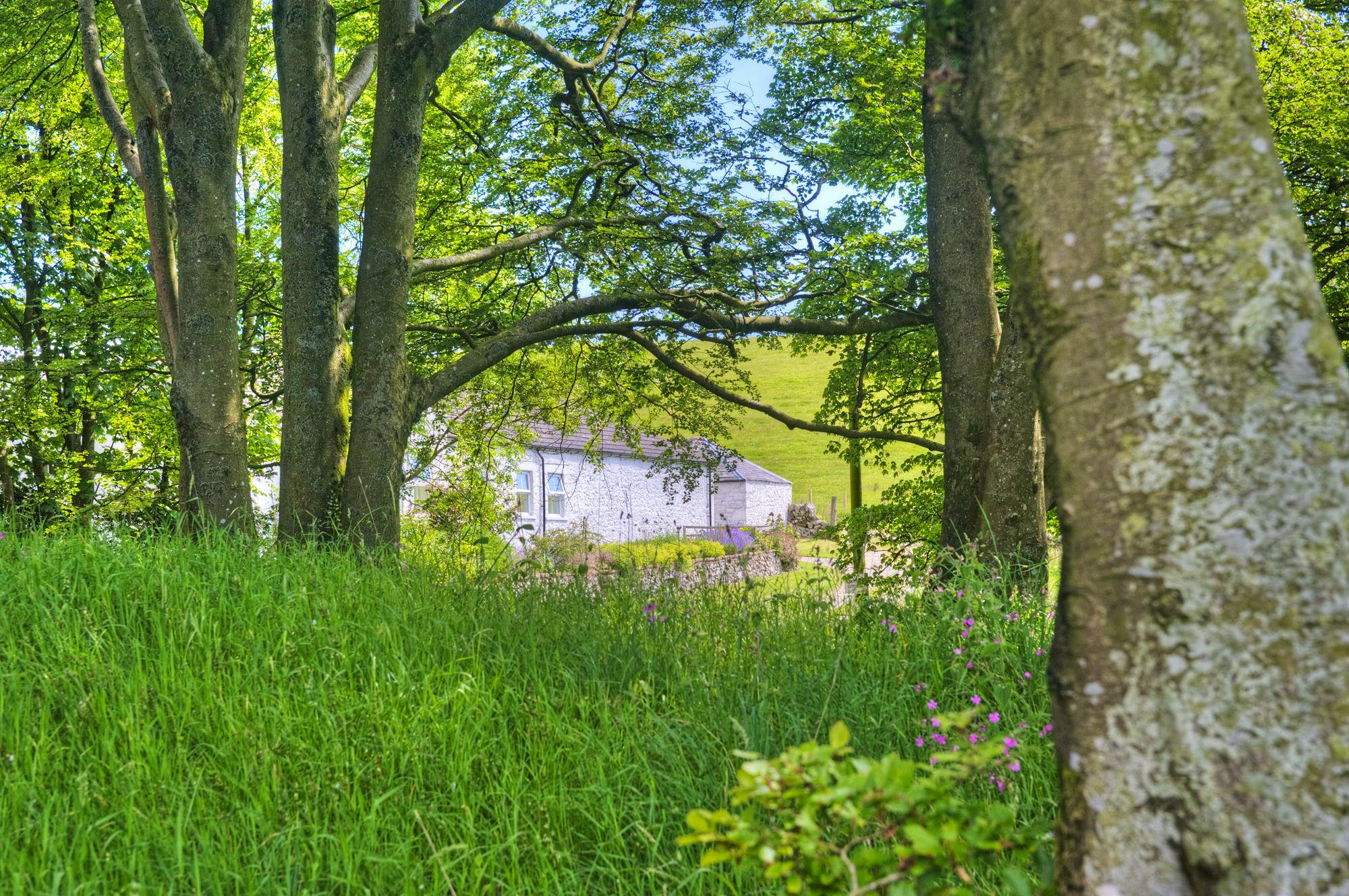 Abbotway Cottage surrouned by woods