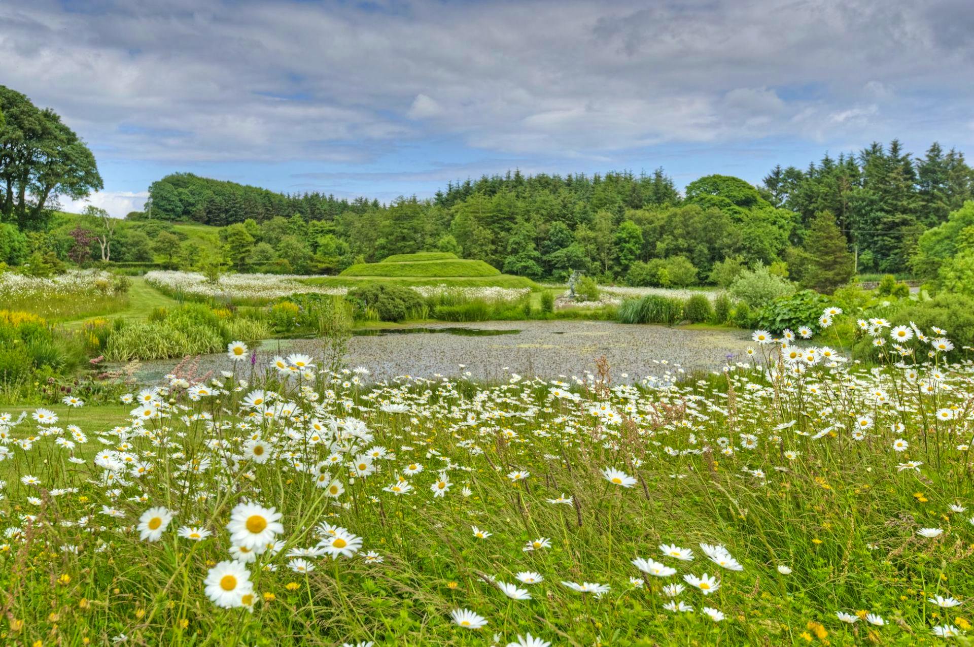 Wildflower meadow in June