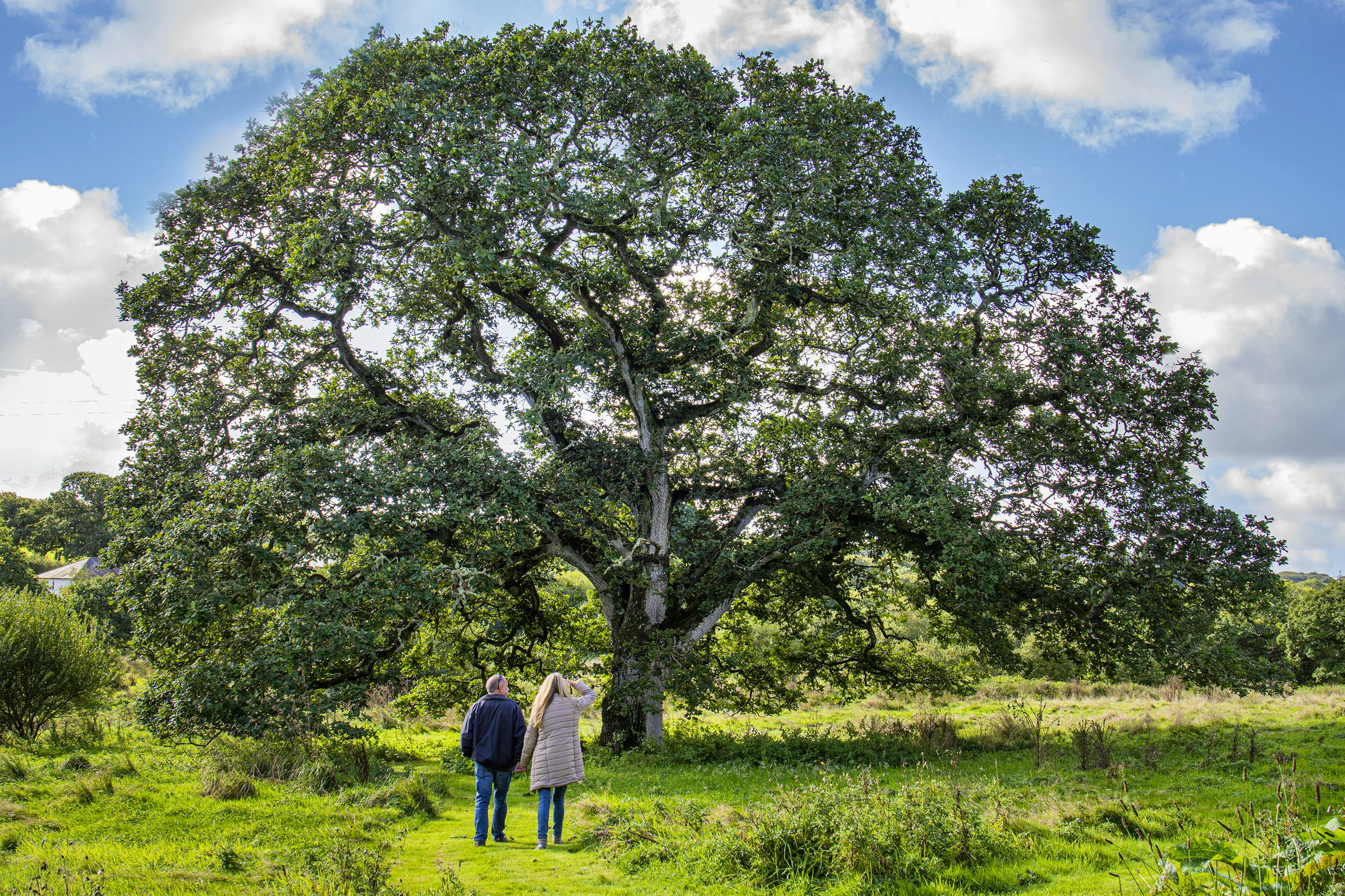 Cusgarne Manor – Award-winning B&B In Cornwall.