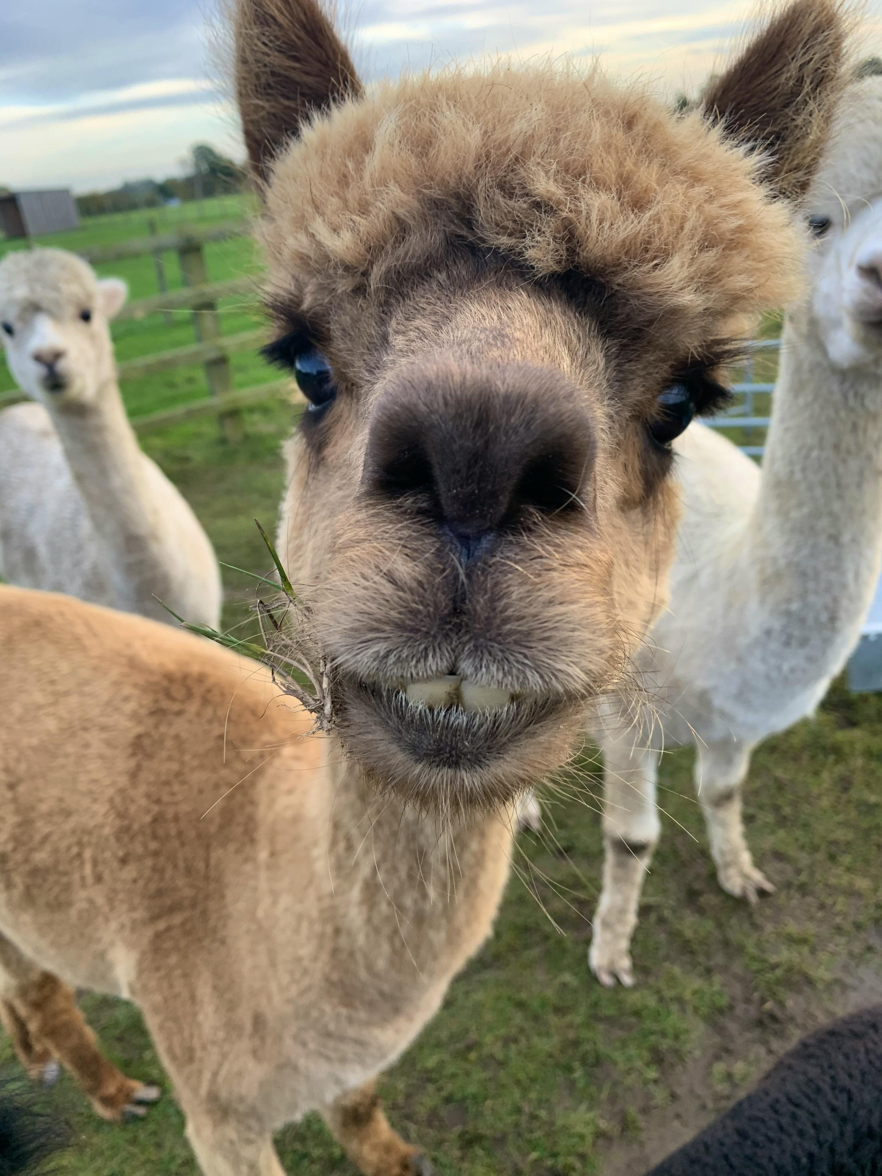Meet Our Alpacas 