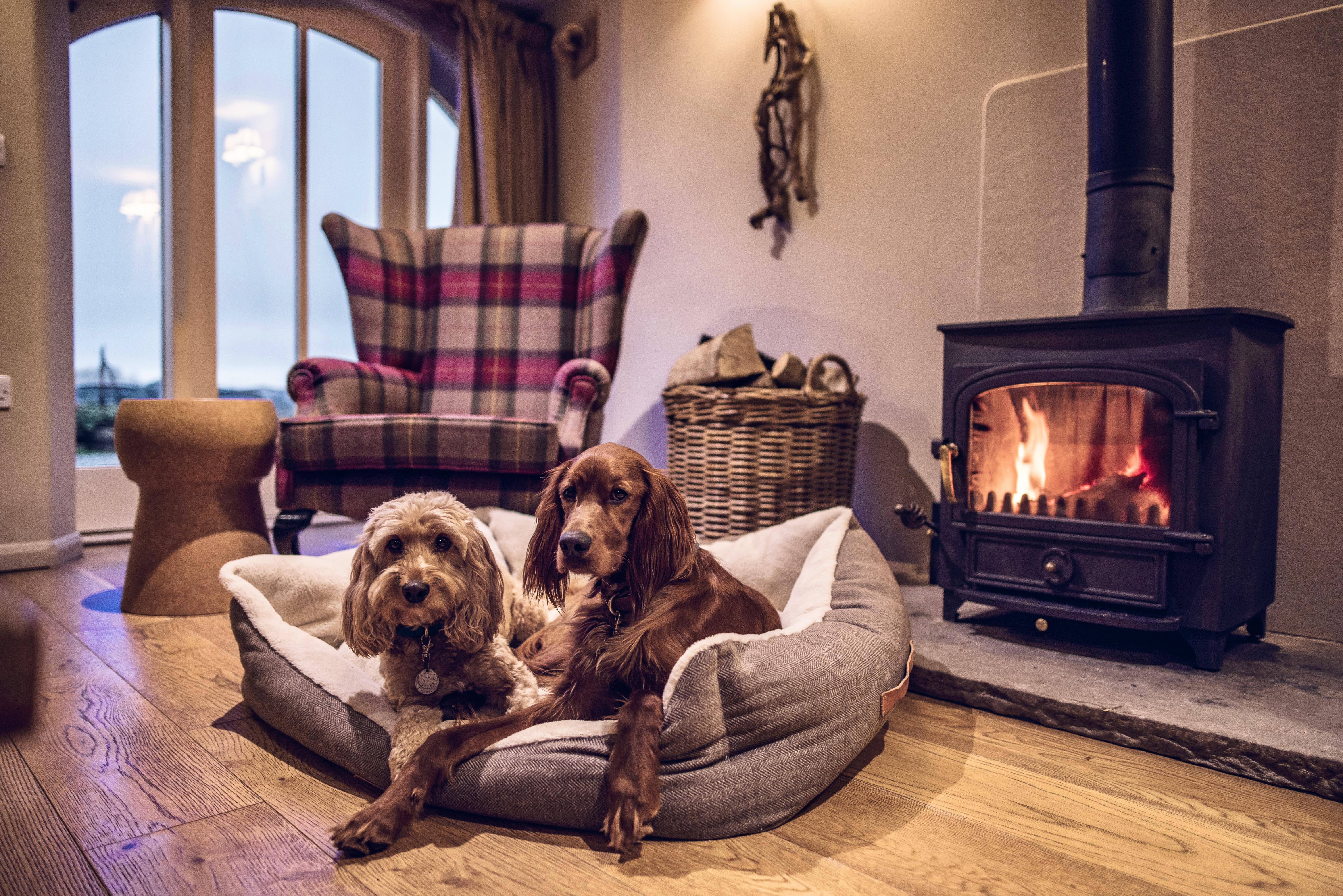 Dogs are very welcome!