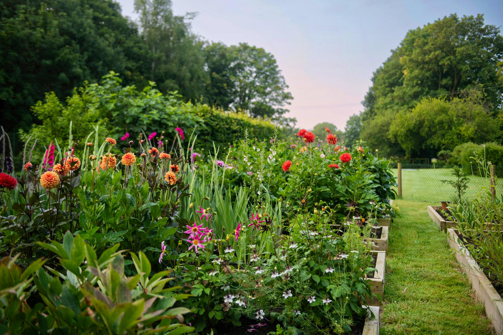 The cutting garden in full bloom