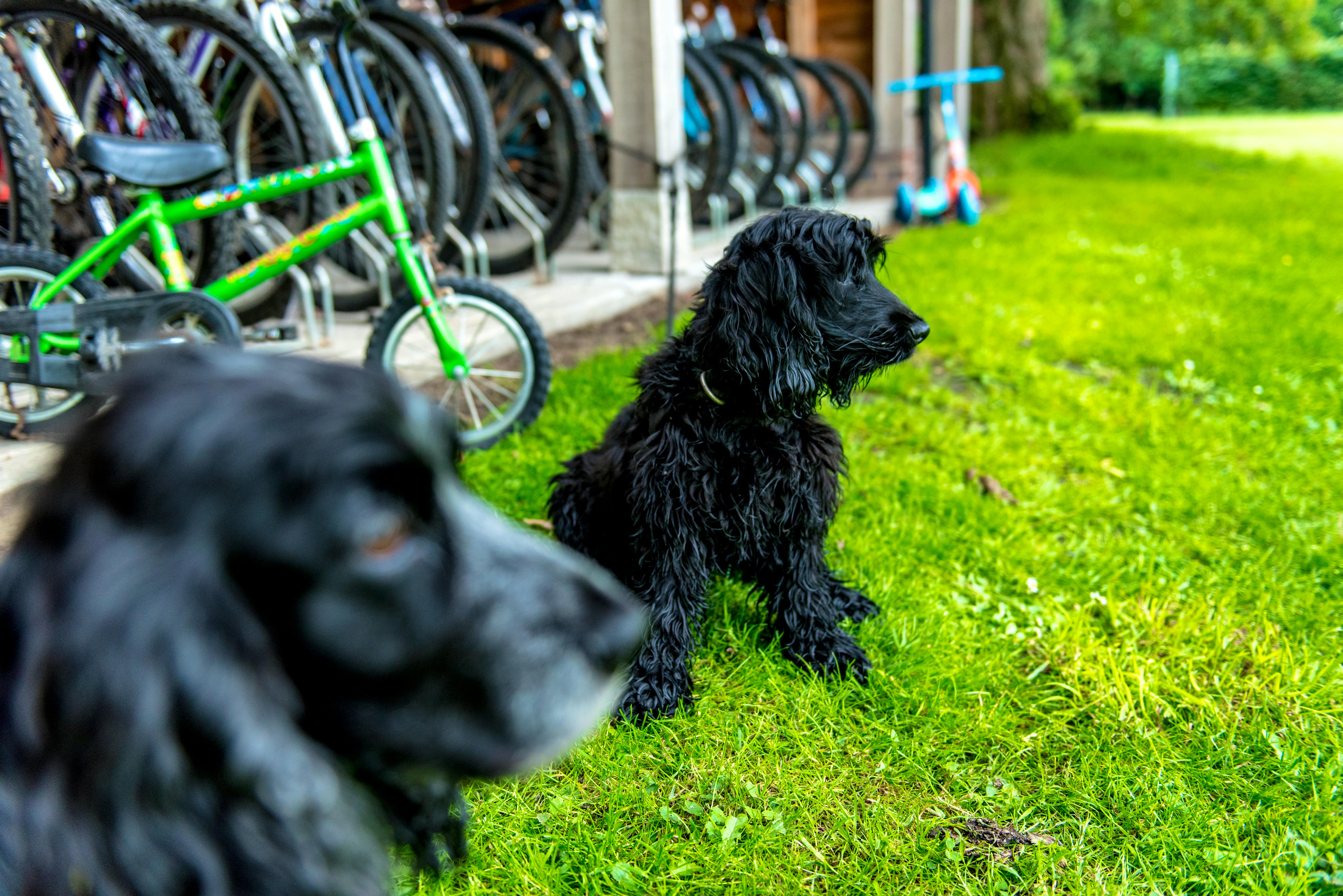 Two dogs most welcome