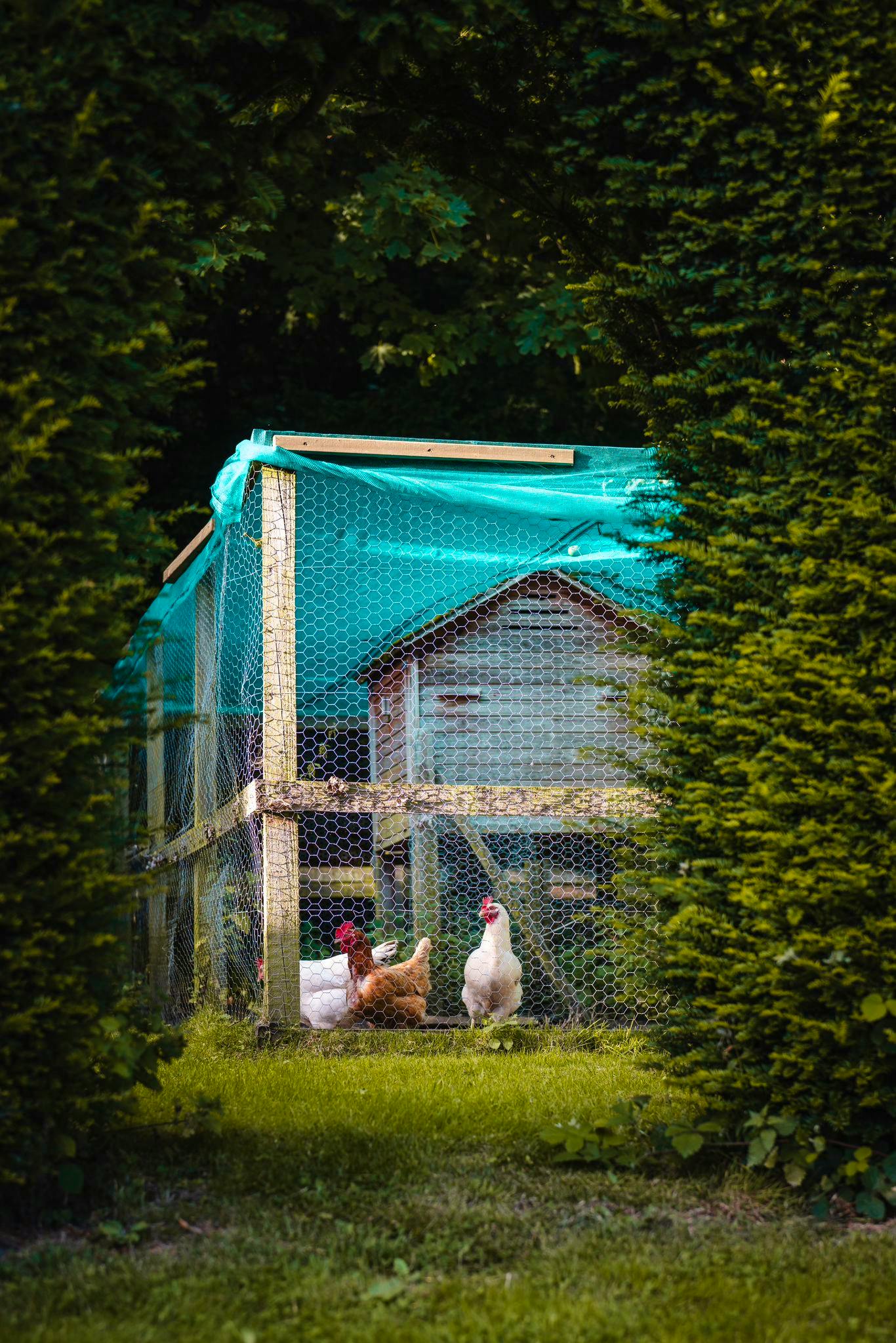 Enjoy fresh eggs from hens
