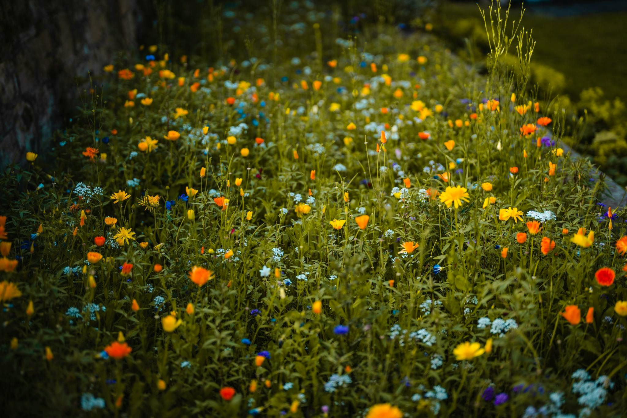 Wildflowers in garden