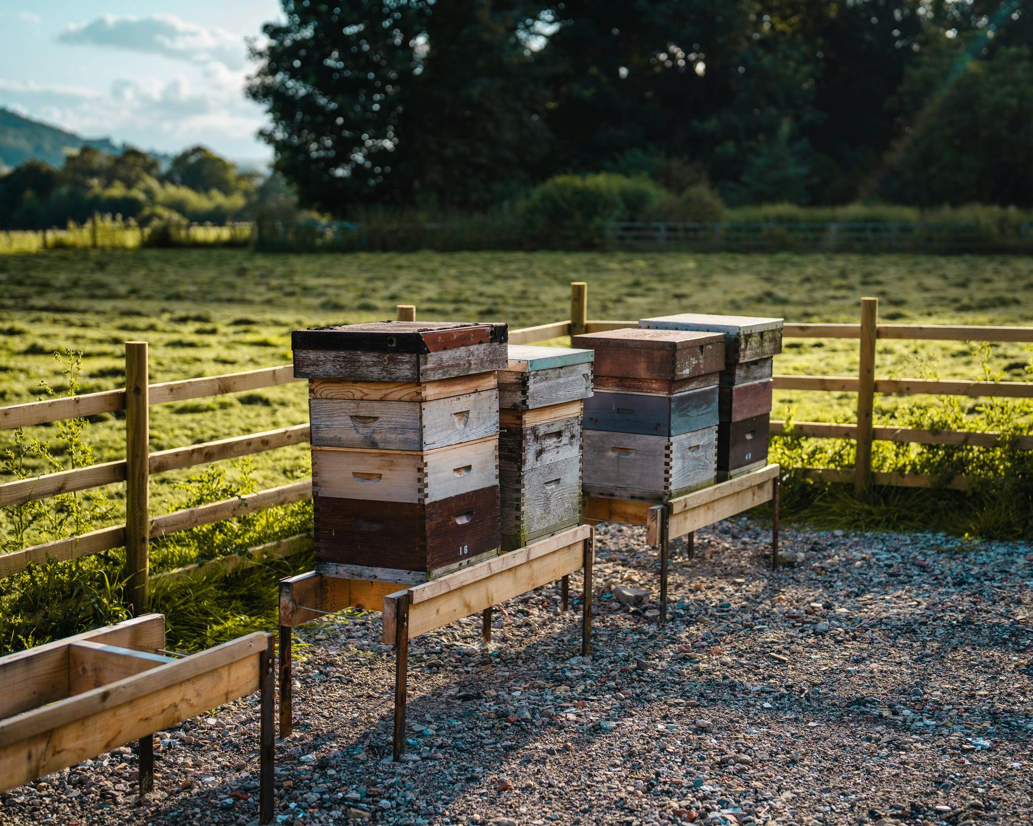 Bees provide honey for guests