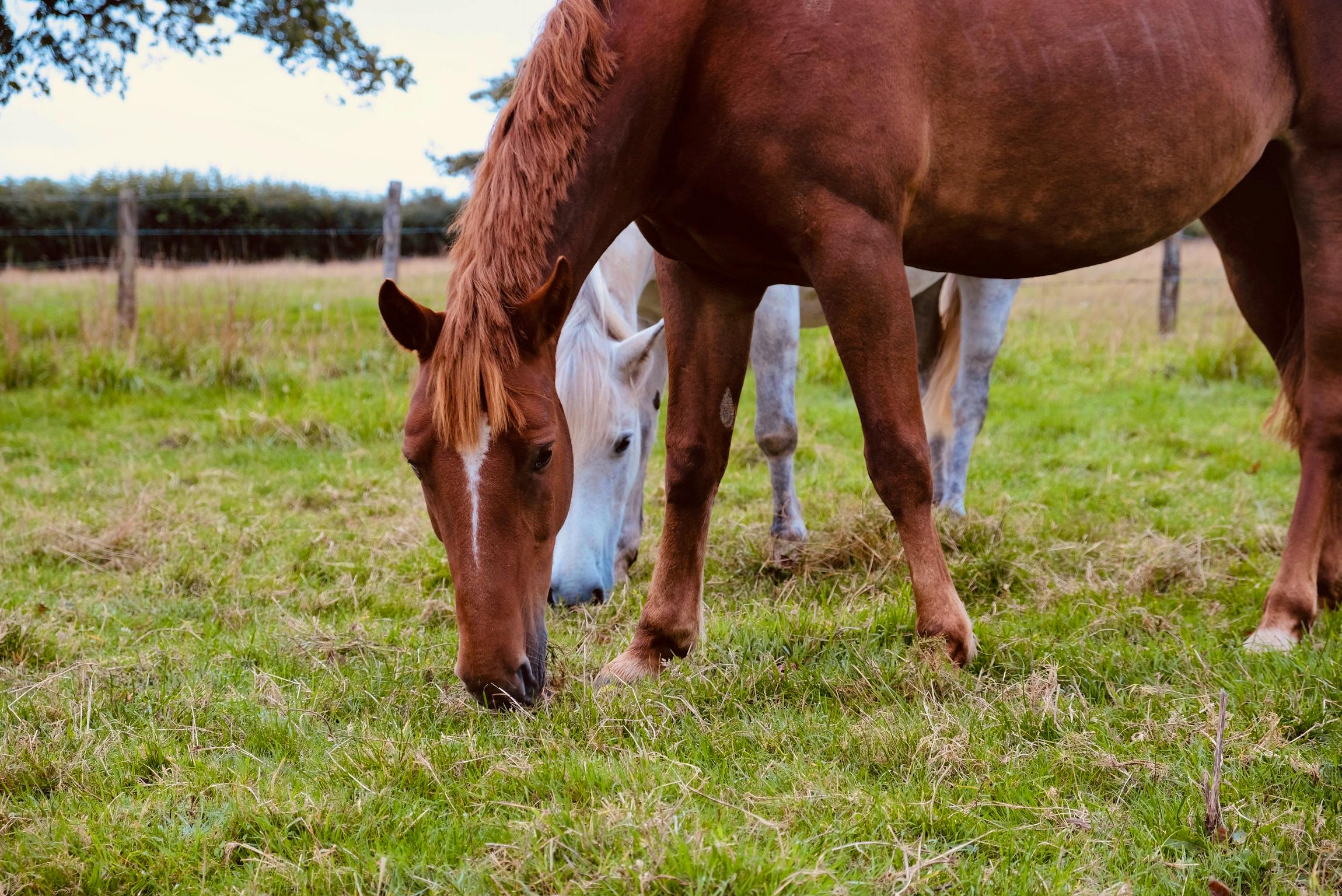 Ponies grazing