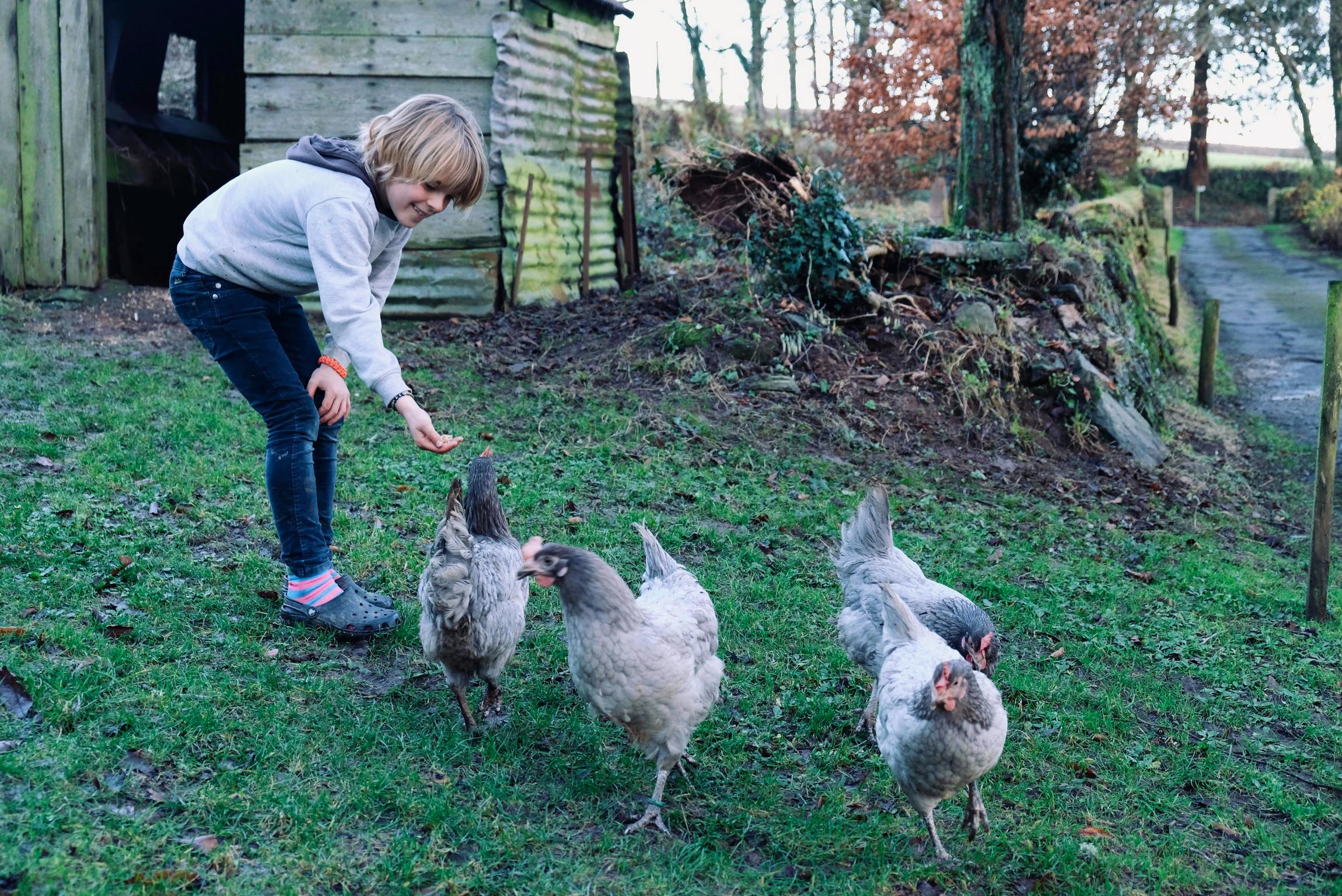 Free range eggs for sale