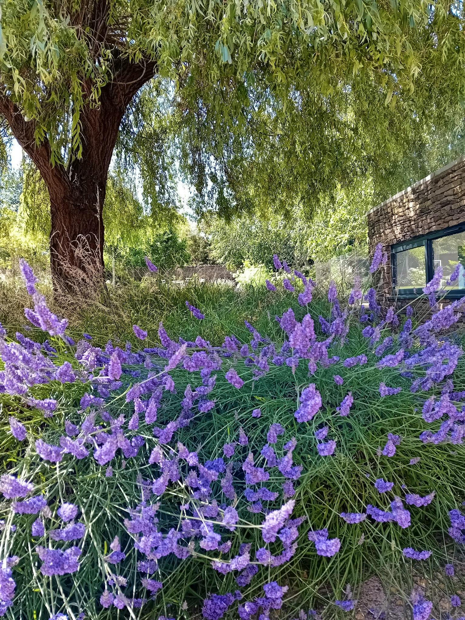 The lavender hedge