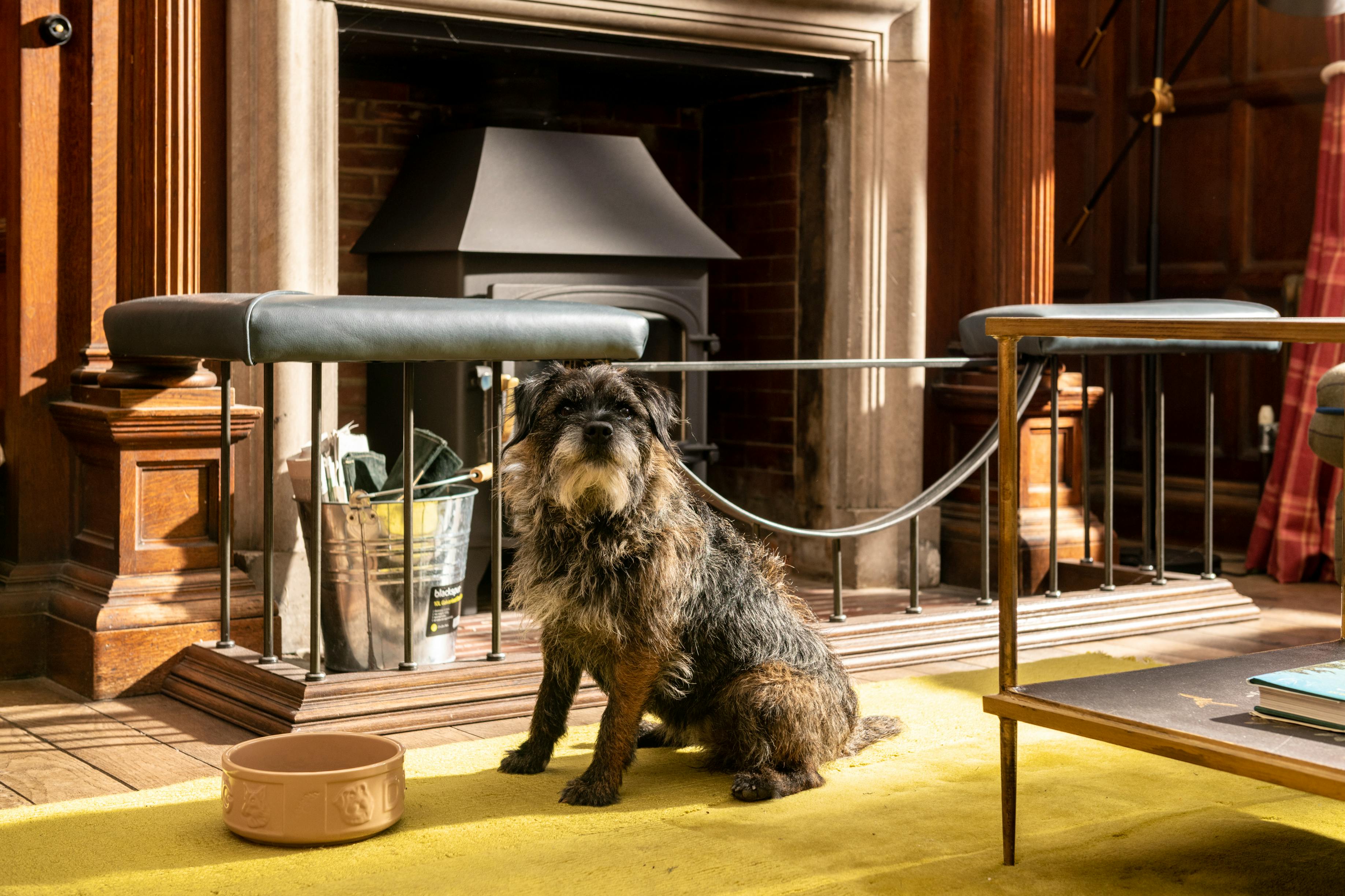 Dog friendly as shown by Slipper!