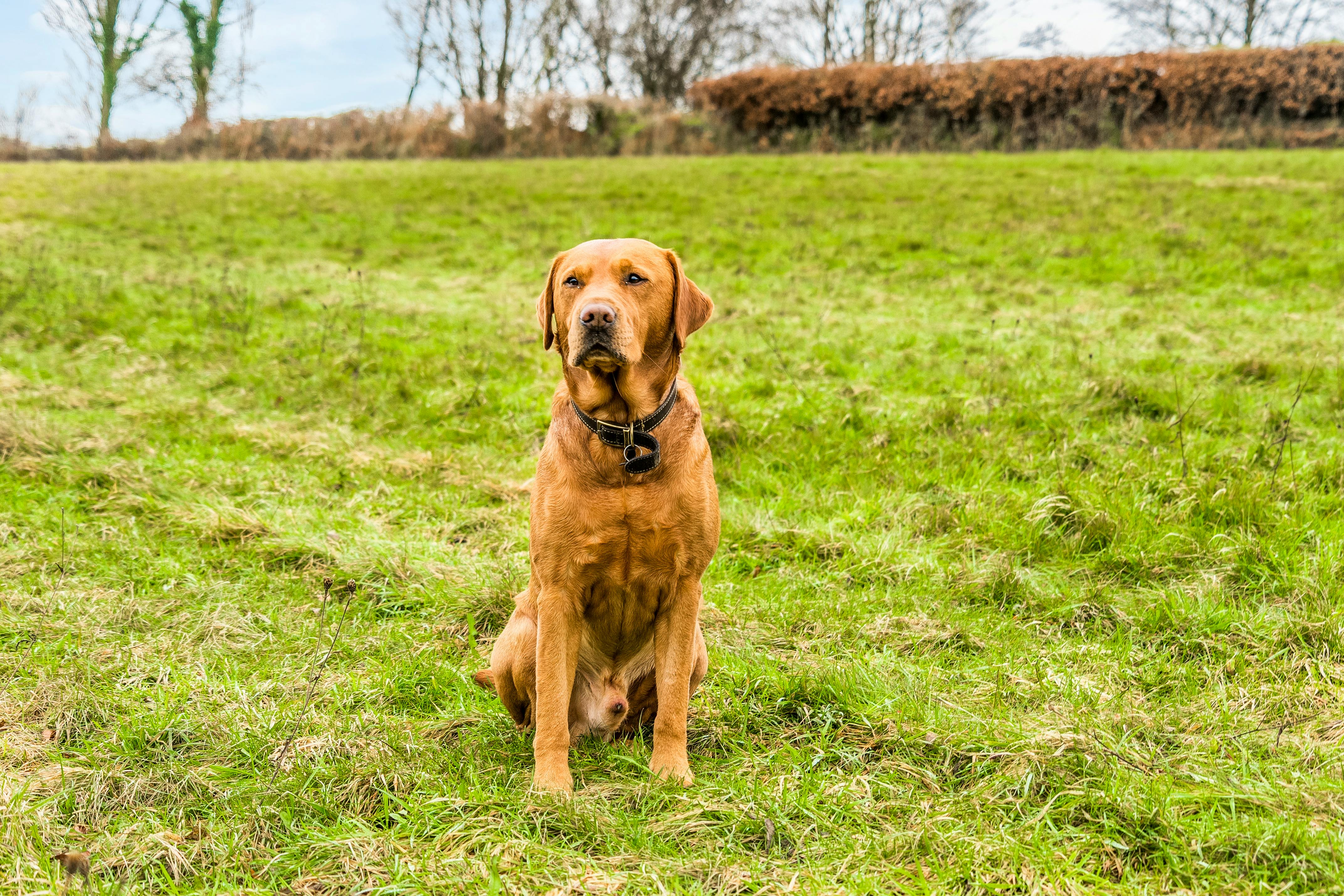 Dog friendly - 5 acre field