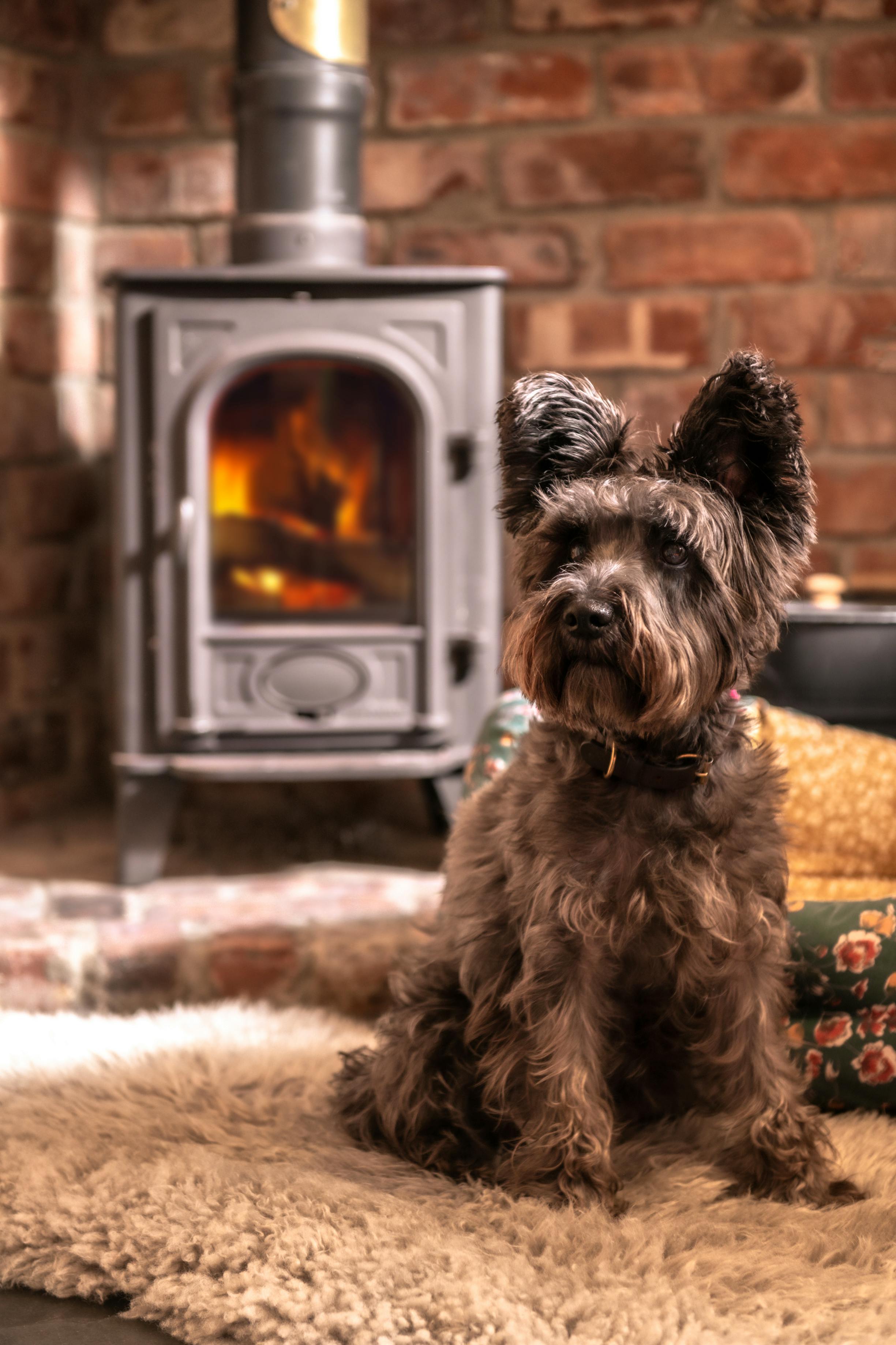 Dog & Family Friendly!