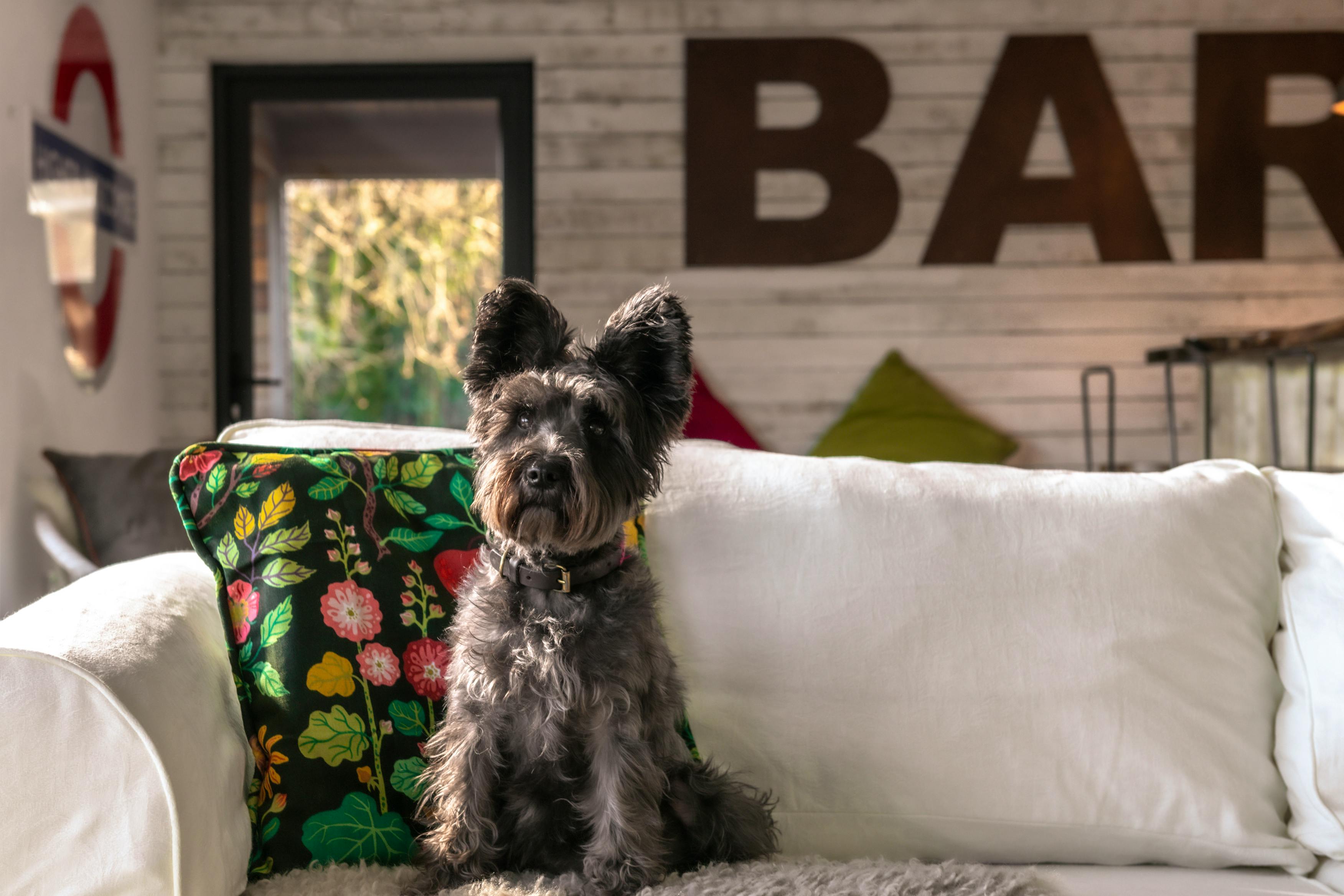 Dog & Family Friendly