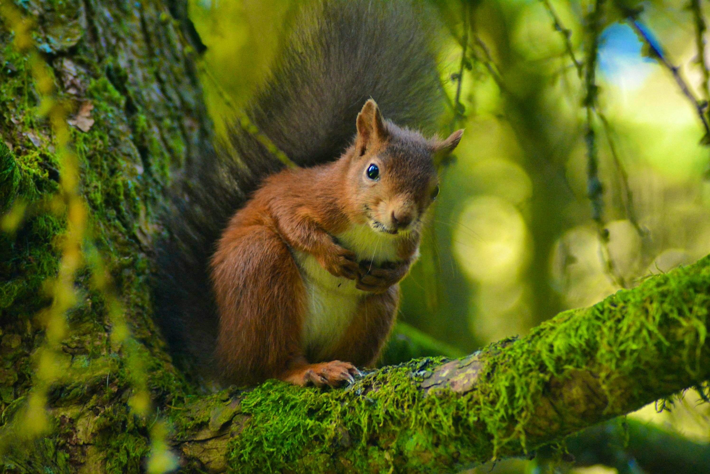 Thorneymire red squirrel