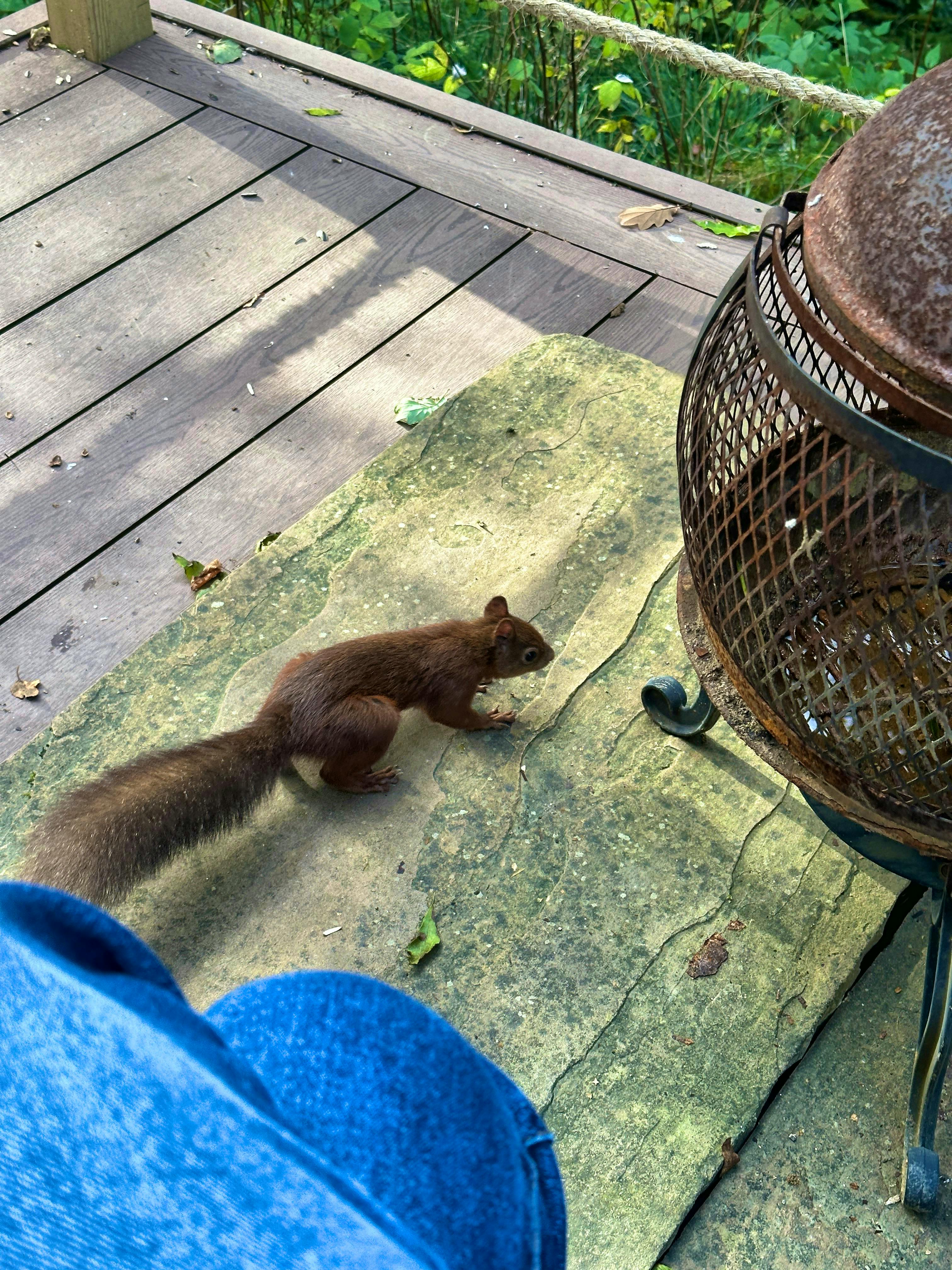 Thorneymire red squirrel