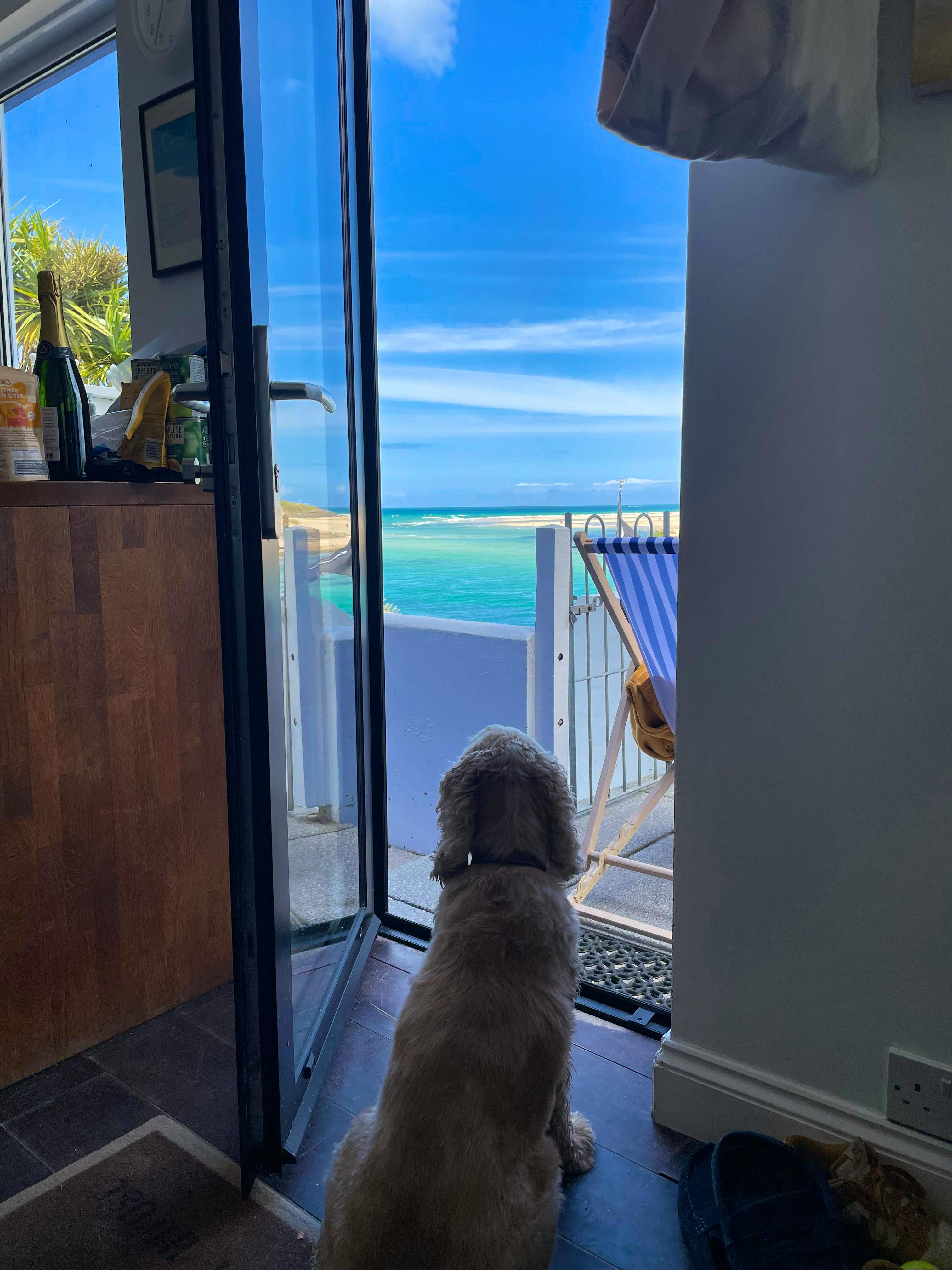 Oscar is enjoying the Blues!