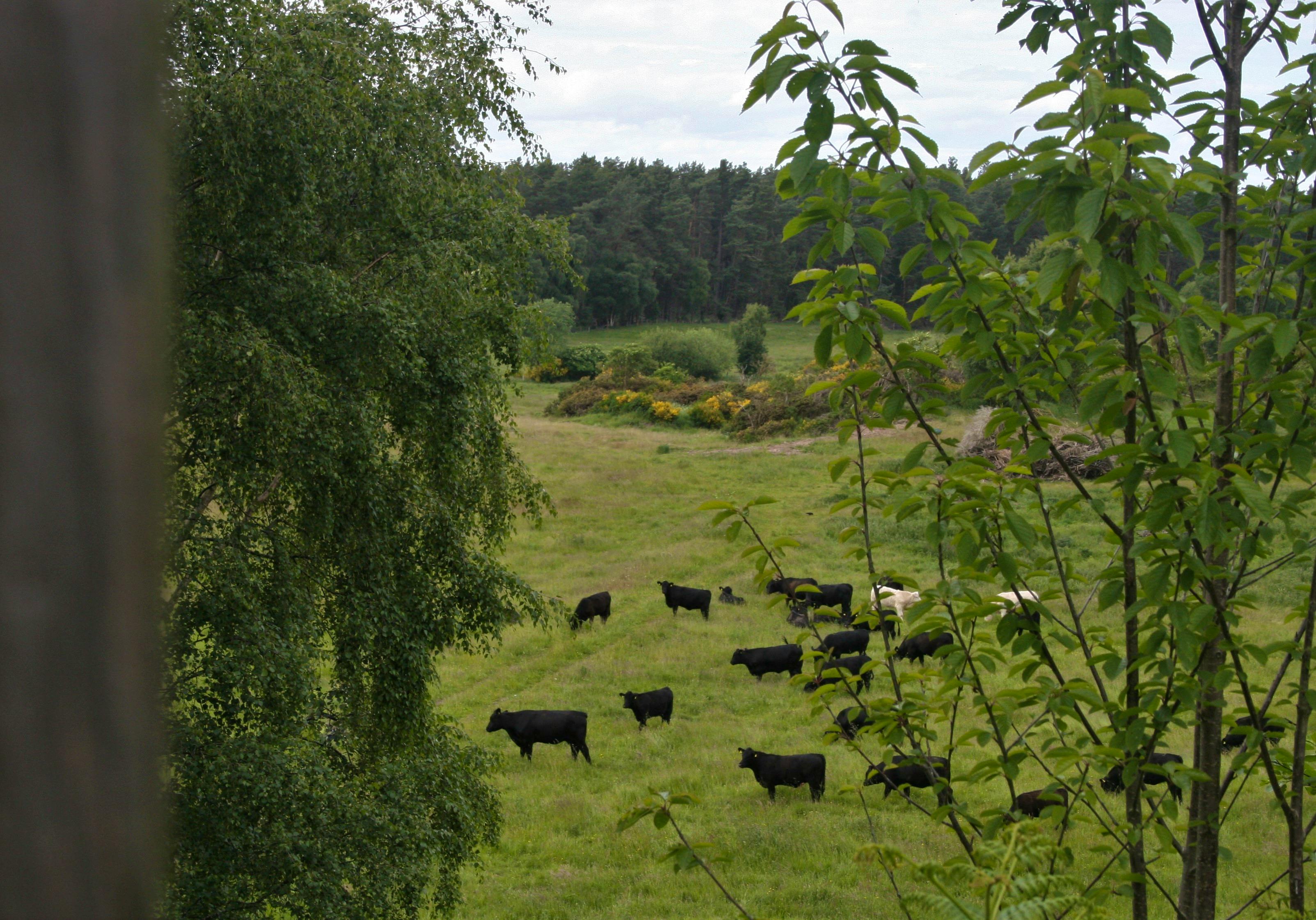 Culbin Edge view from deck