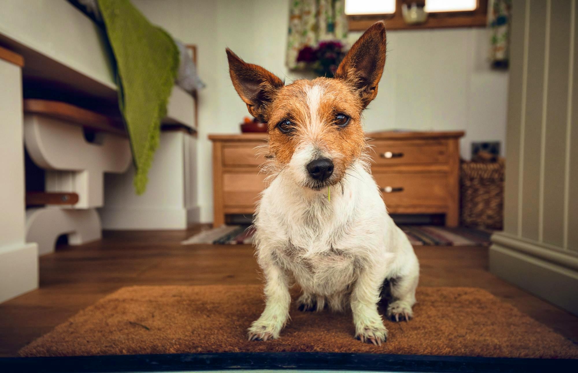 Shetland View Shepherd's Hut