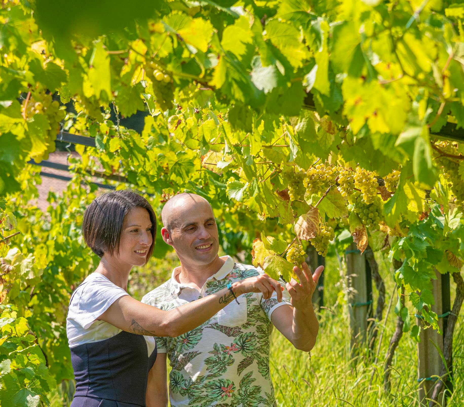 You can visit our vineyard