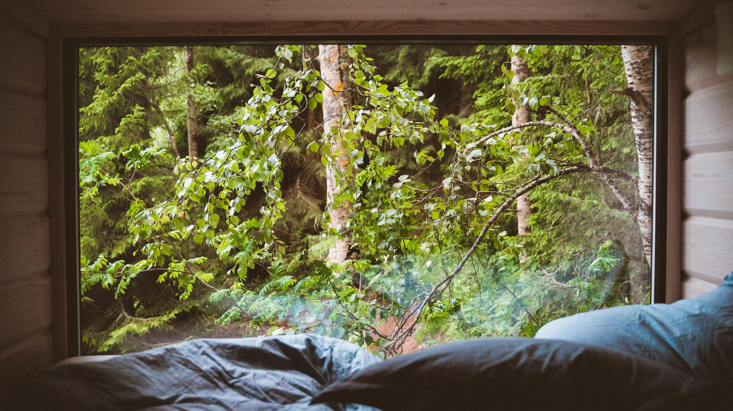 LAUV Tretopphytter - Image 6