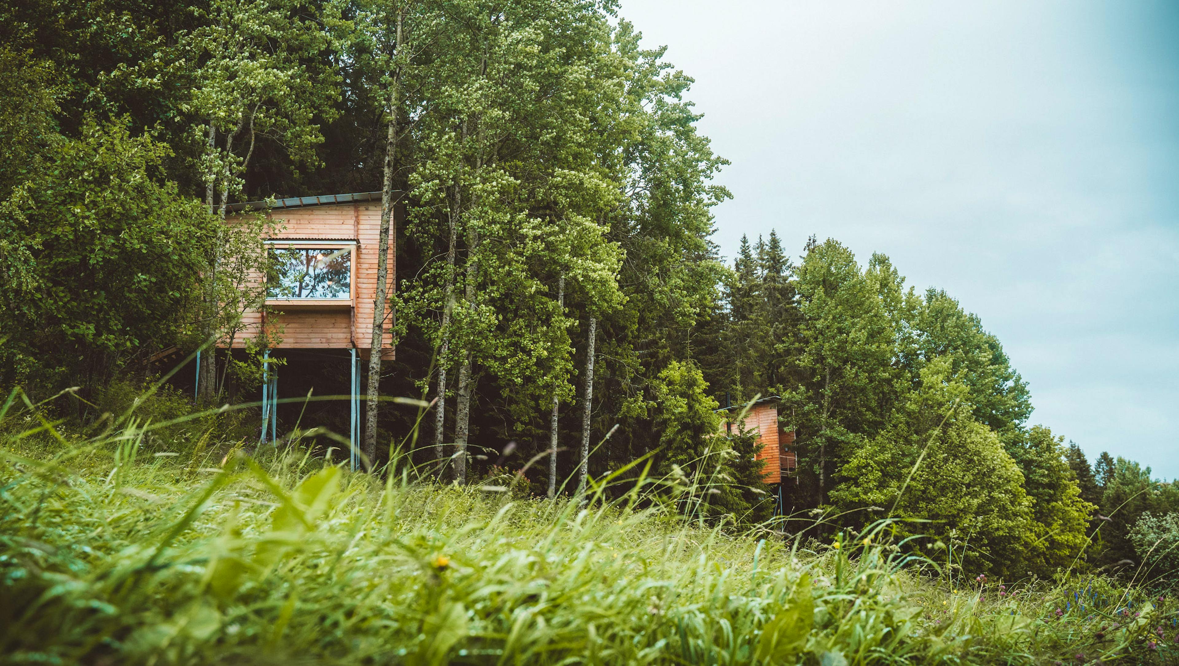 LAUV Tretopphytter - Image 1