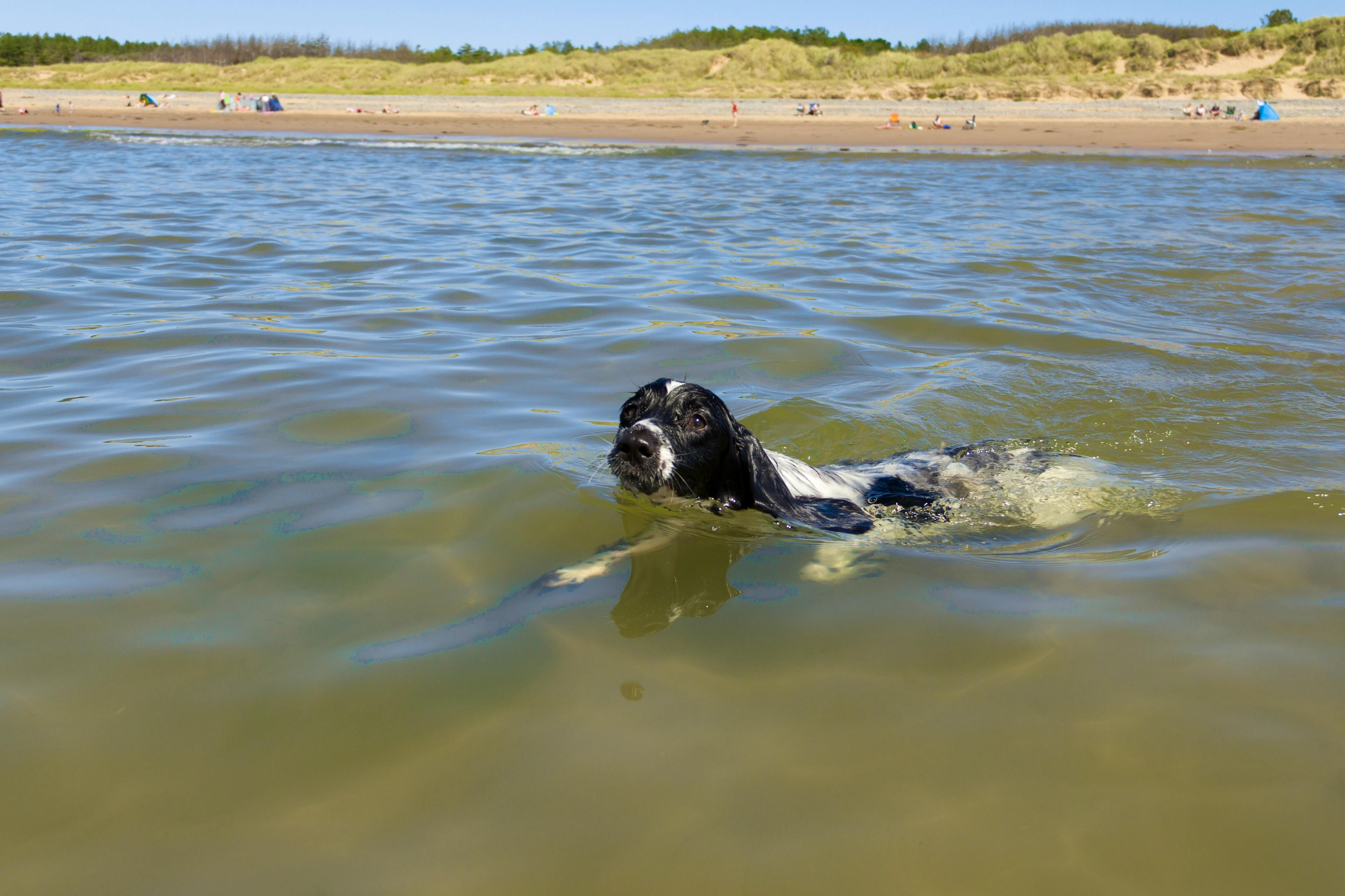 Swimming on Newborough beach