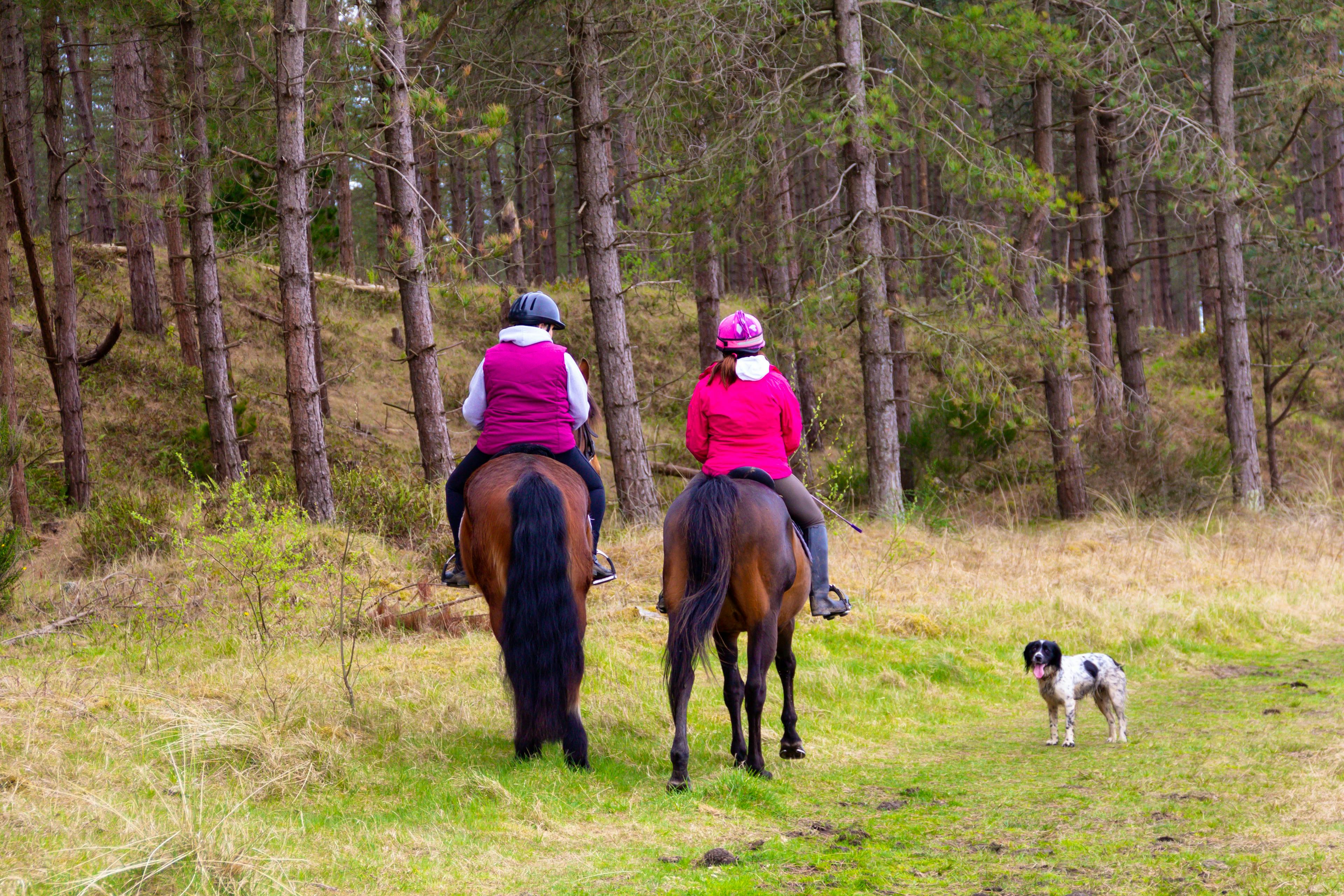 Horse riding in Newborough forest