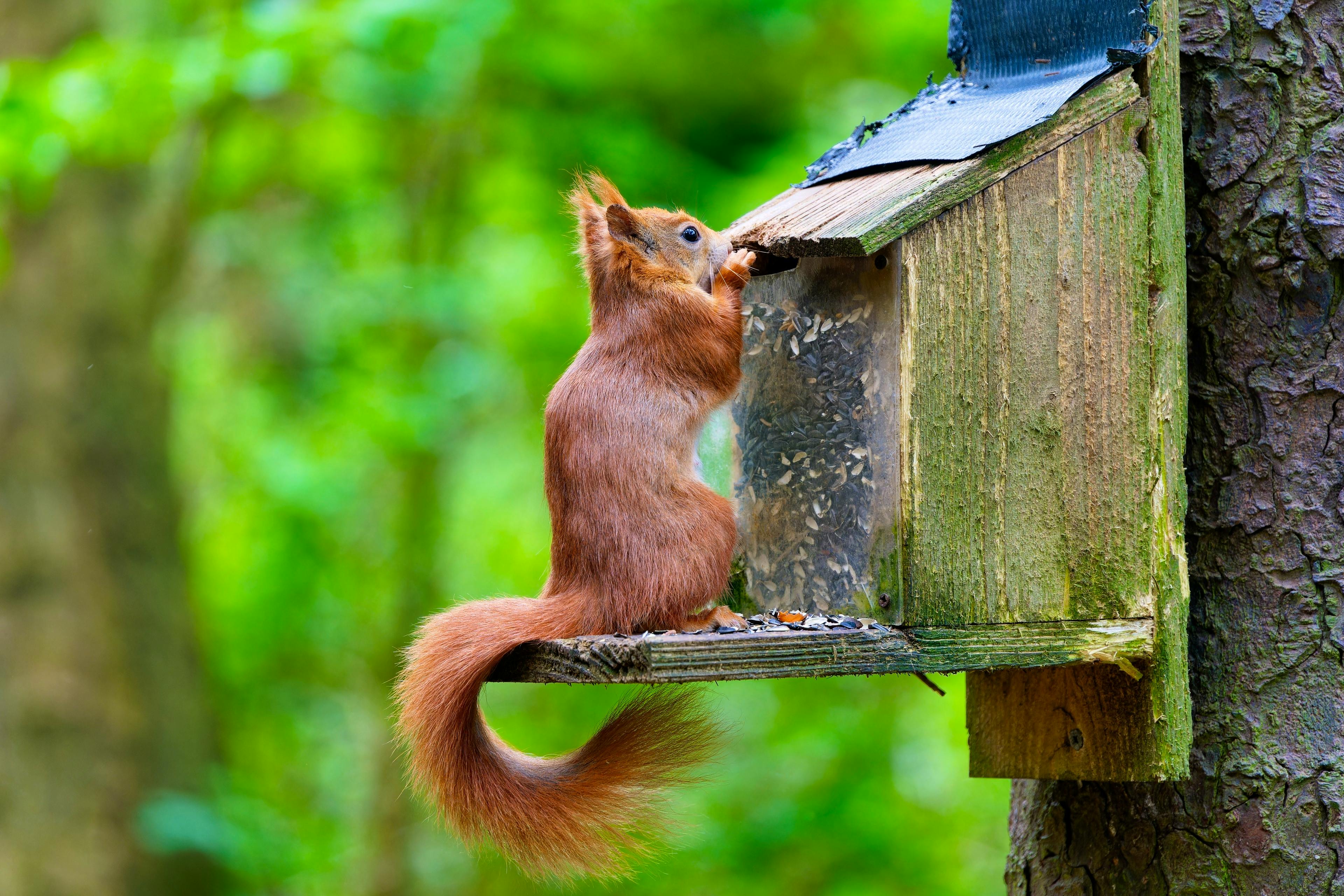 Red squirrel woodlands nearby