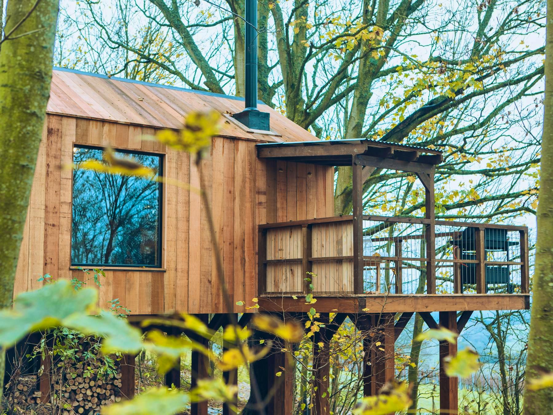 Damselfly Treehouse