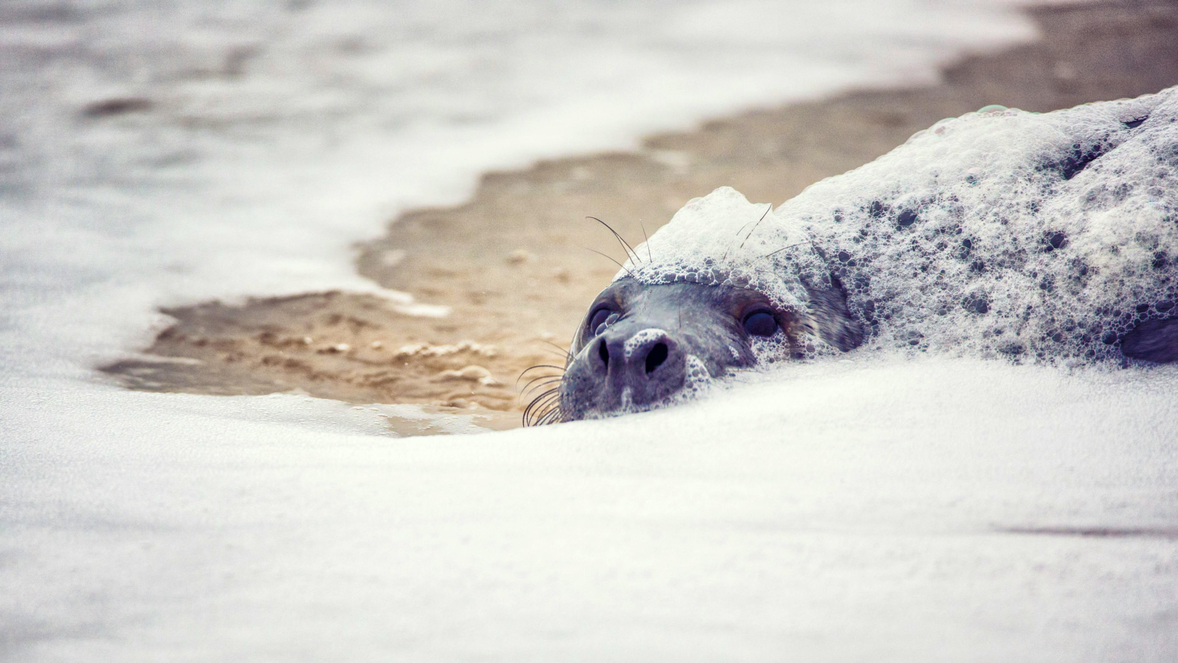 Frothy Seal on Horsey Gap Beach