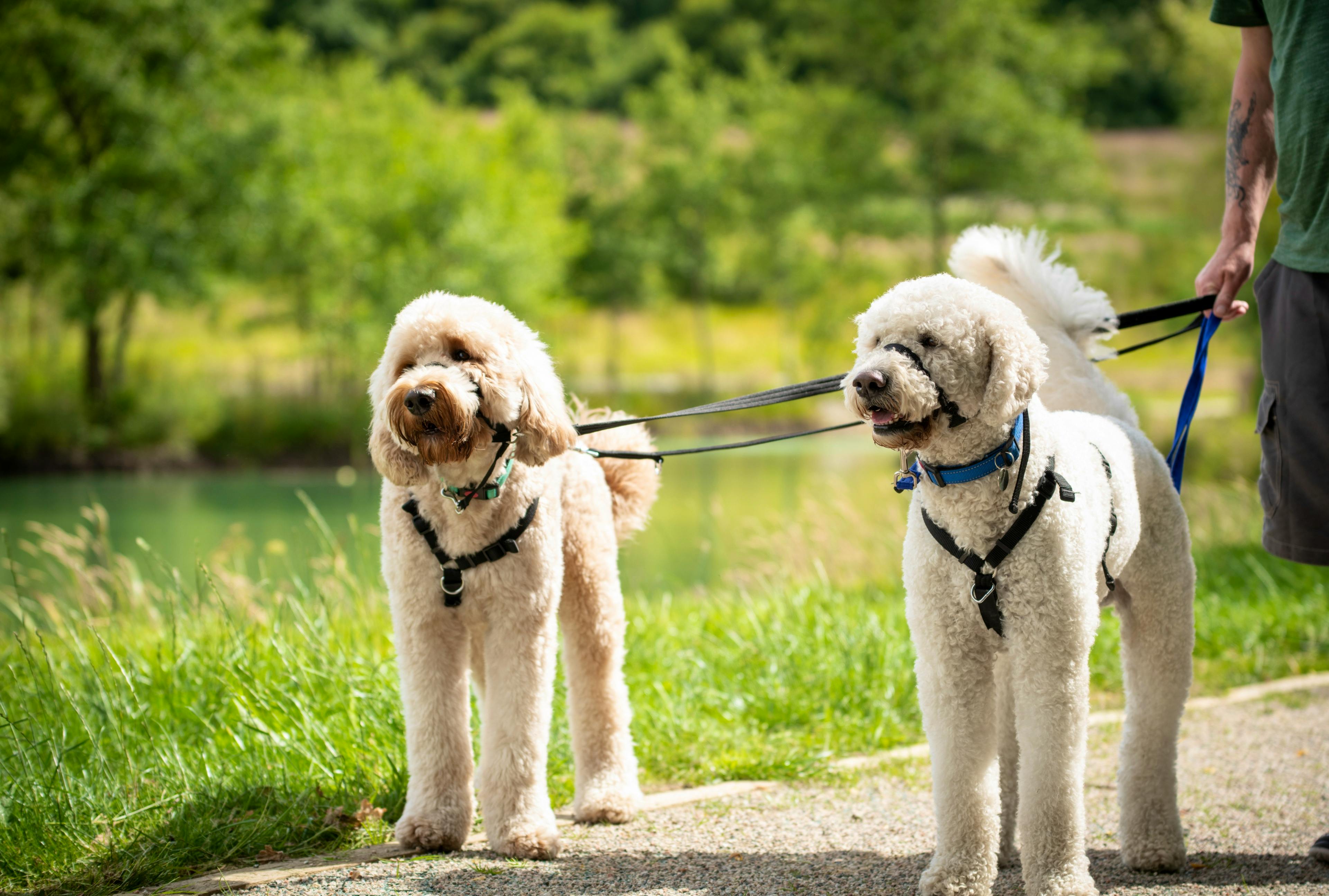 Dogs are welcome and stay for free