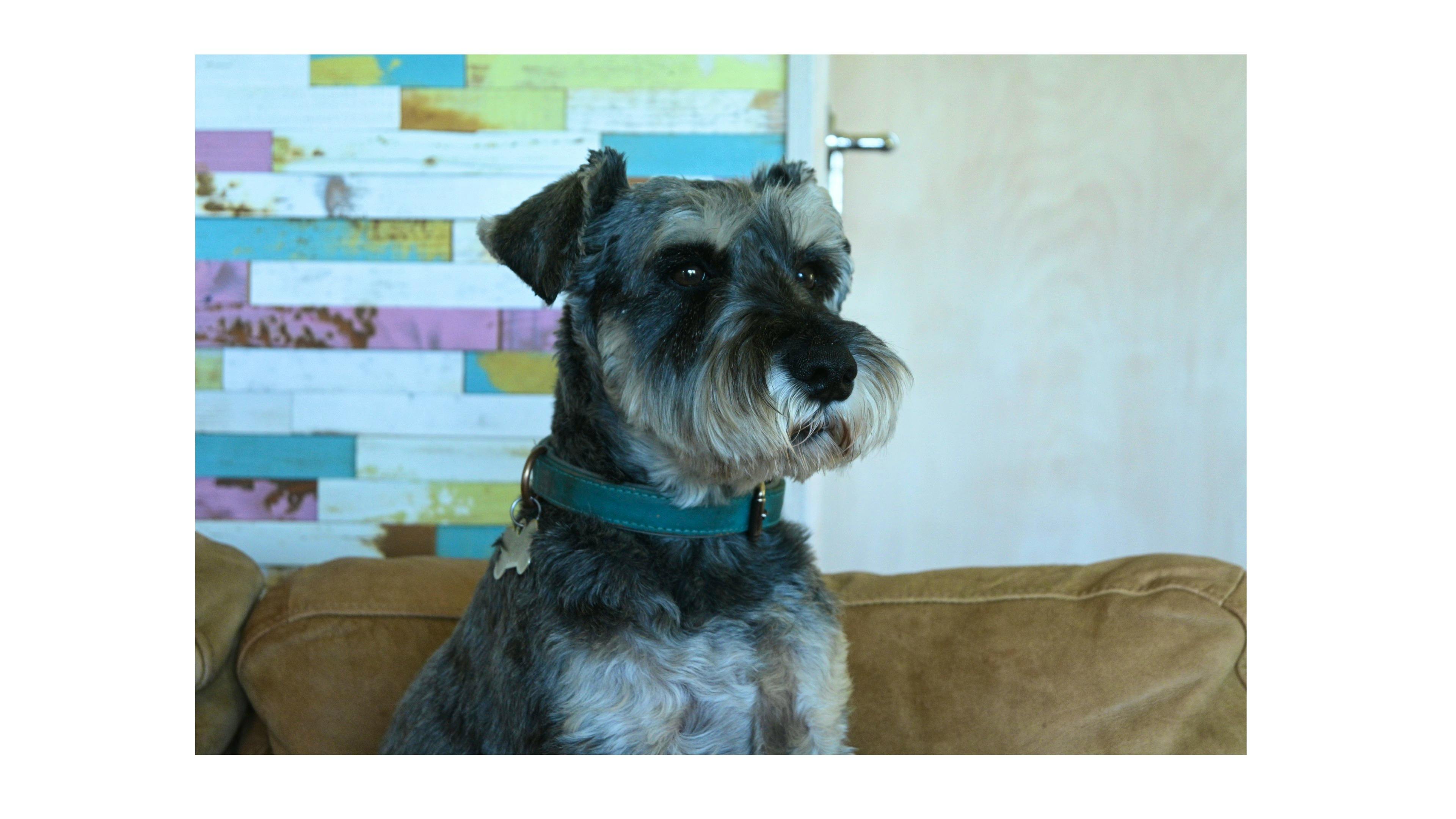 Observing rabbits in the garden
