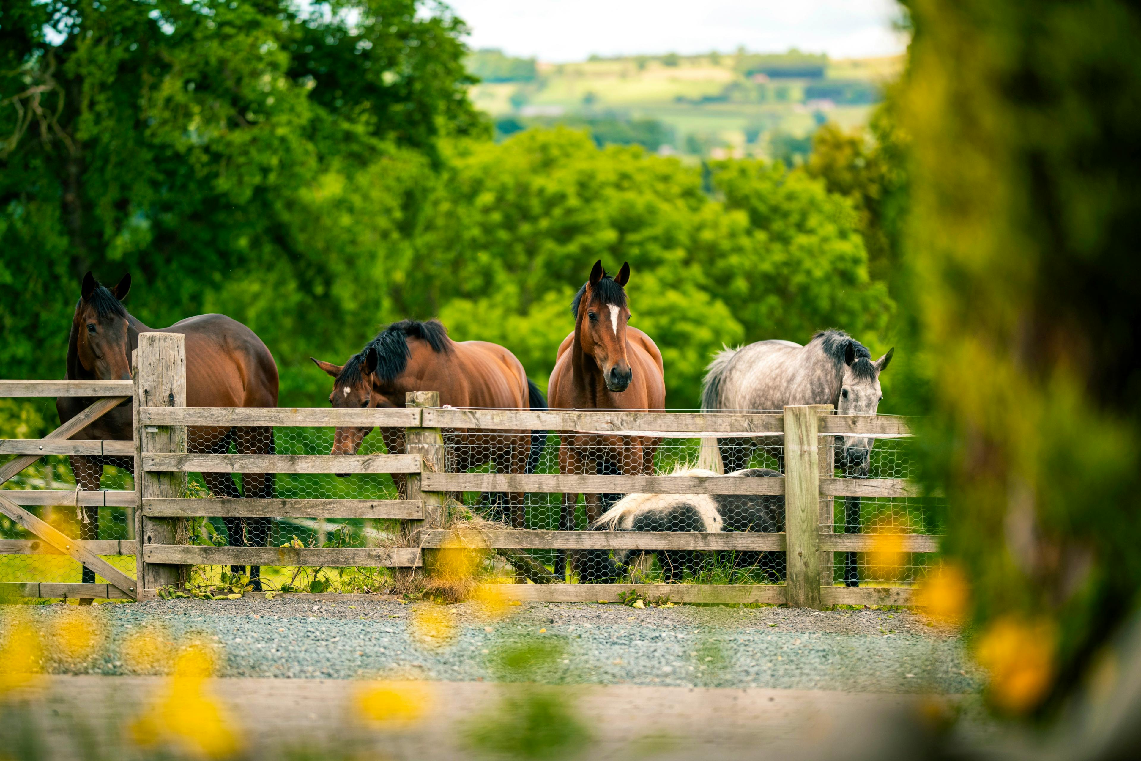 3 private fields to walk in