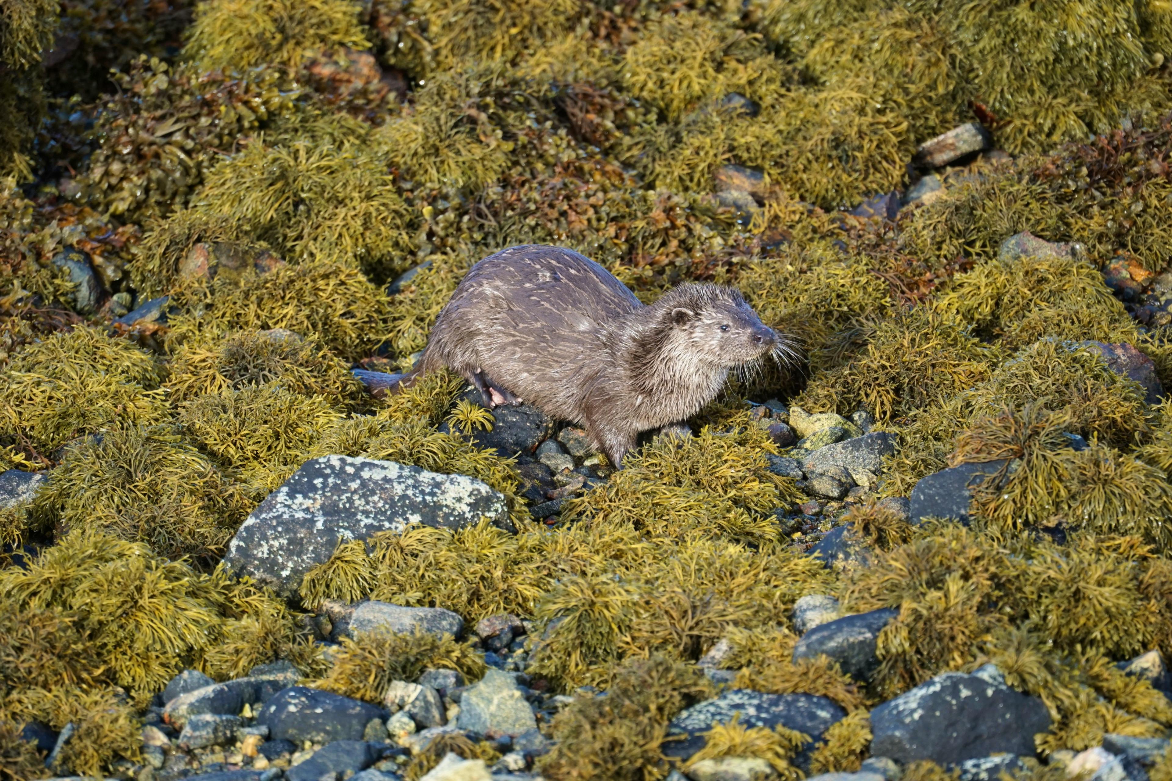 Otter regularly seen from house