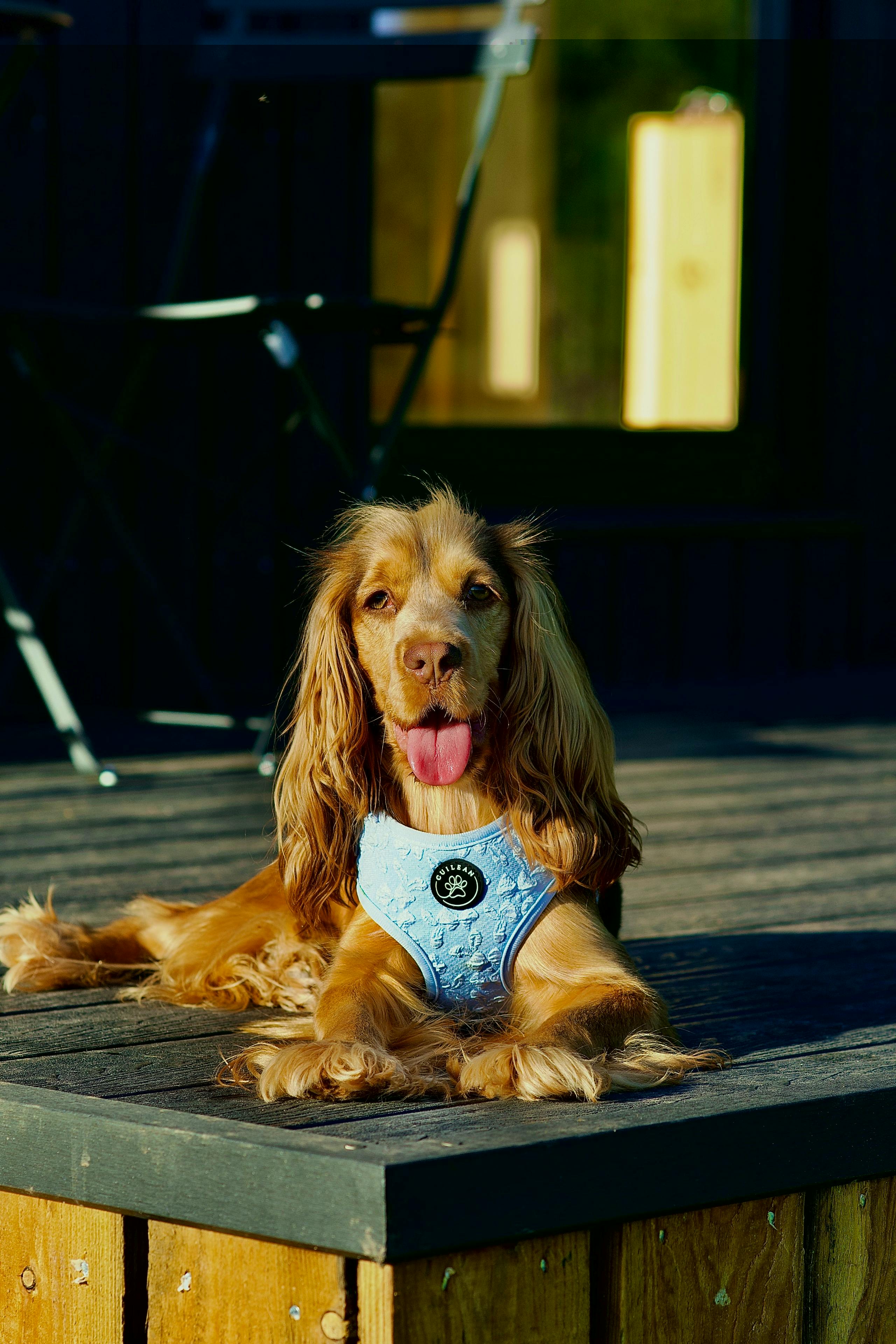 Pet Friendly Bring The Whole Family