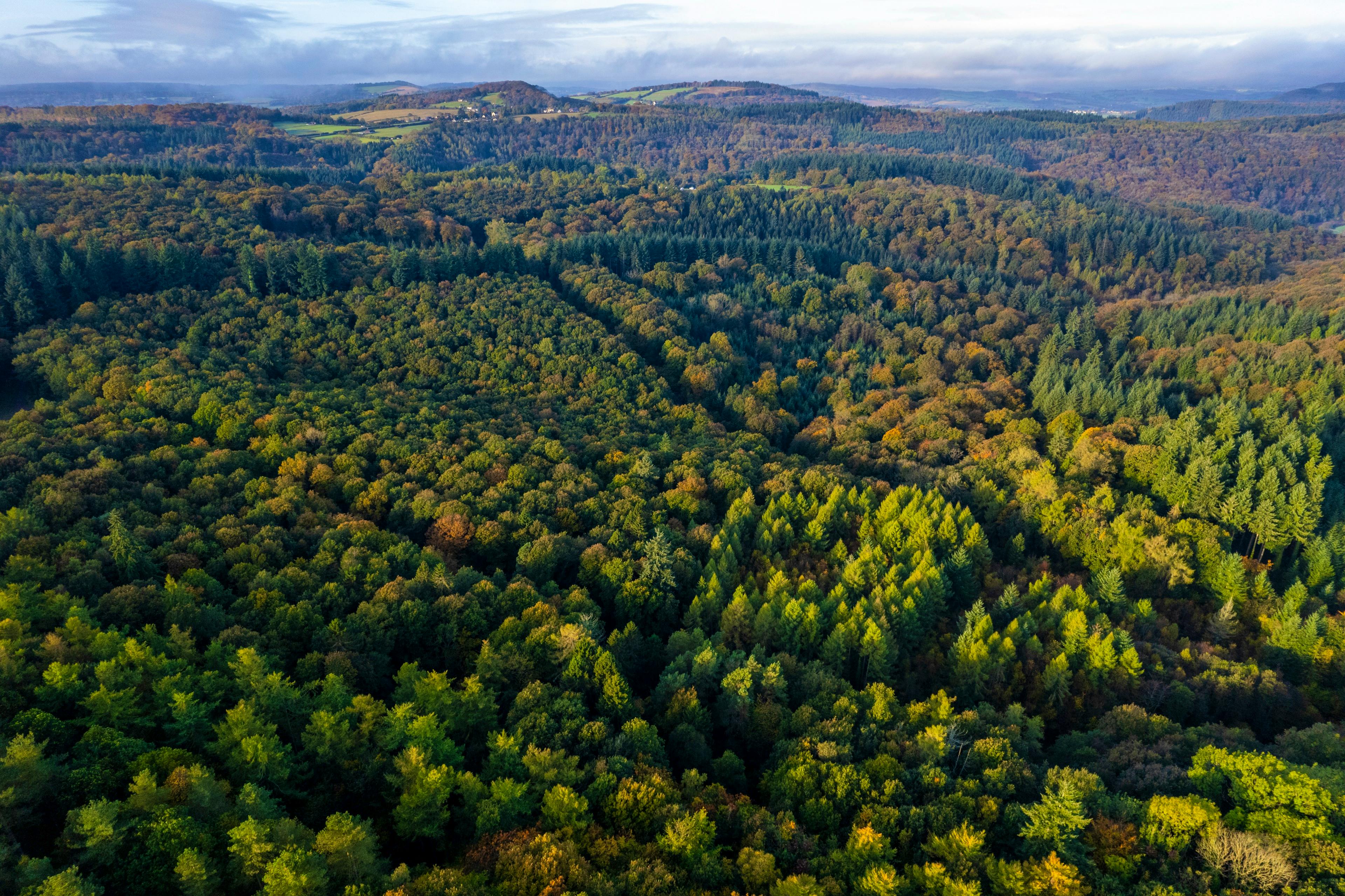 Forest behind Rowan Tree Retreat