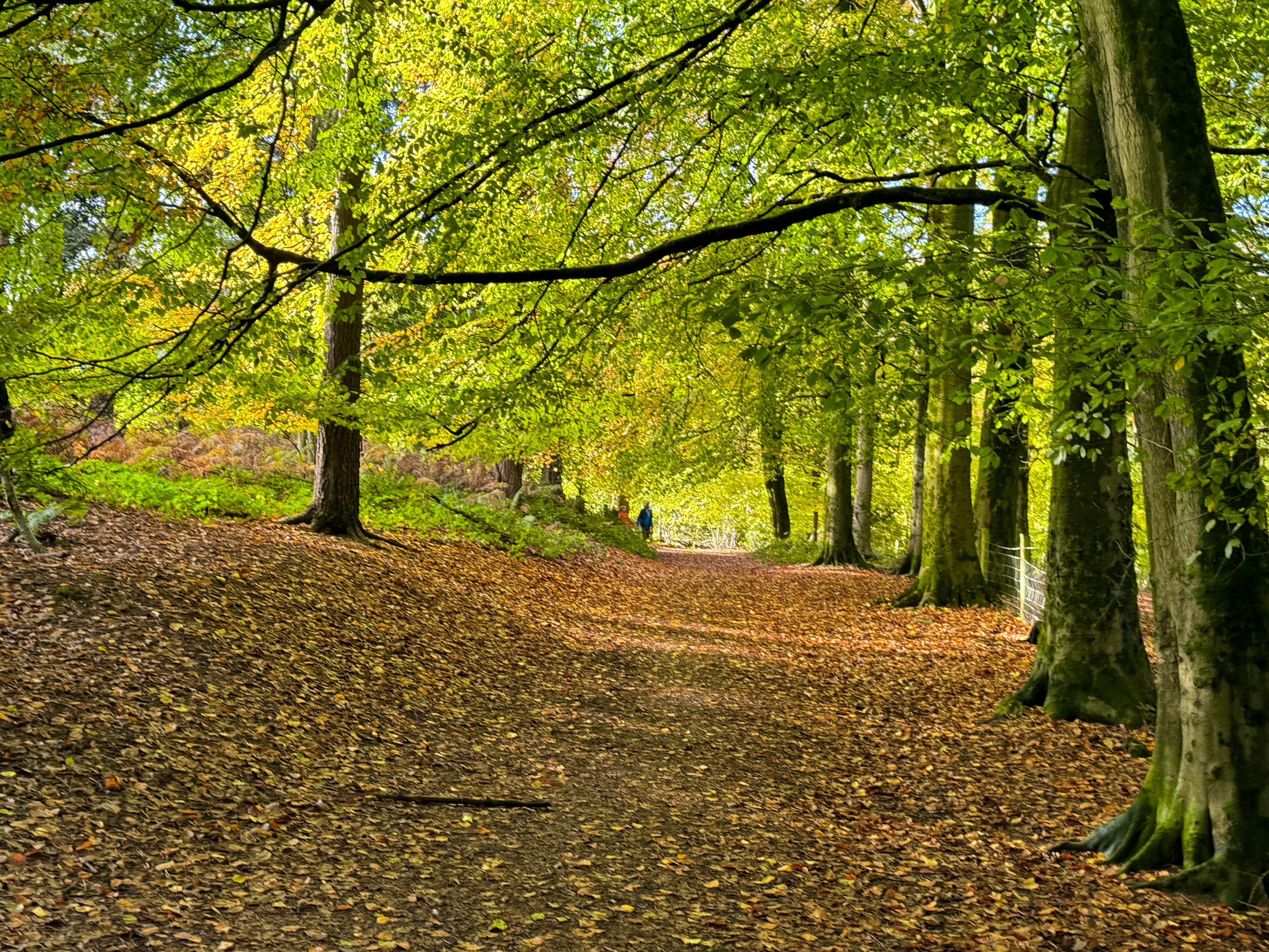 Forest trail immediately below