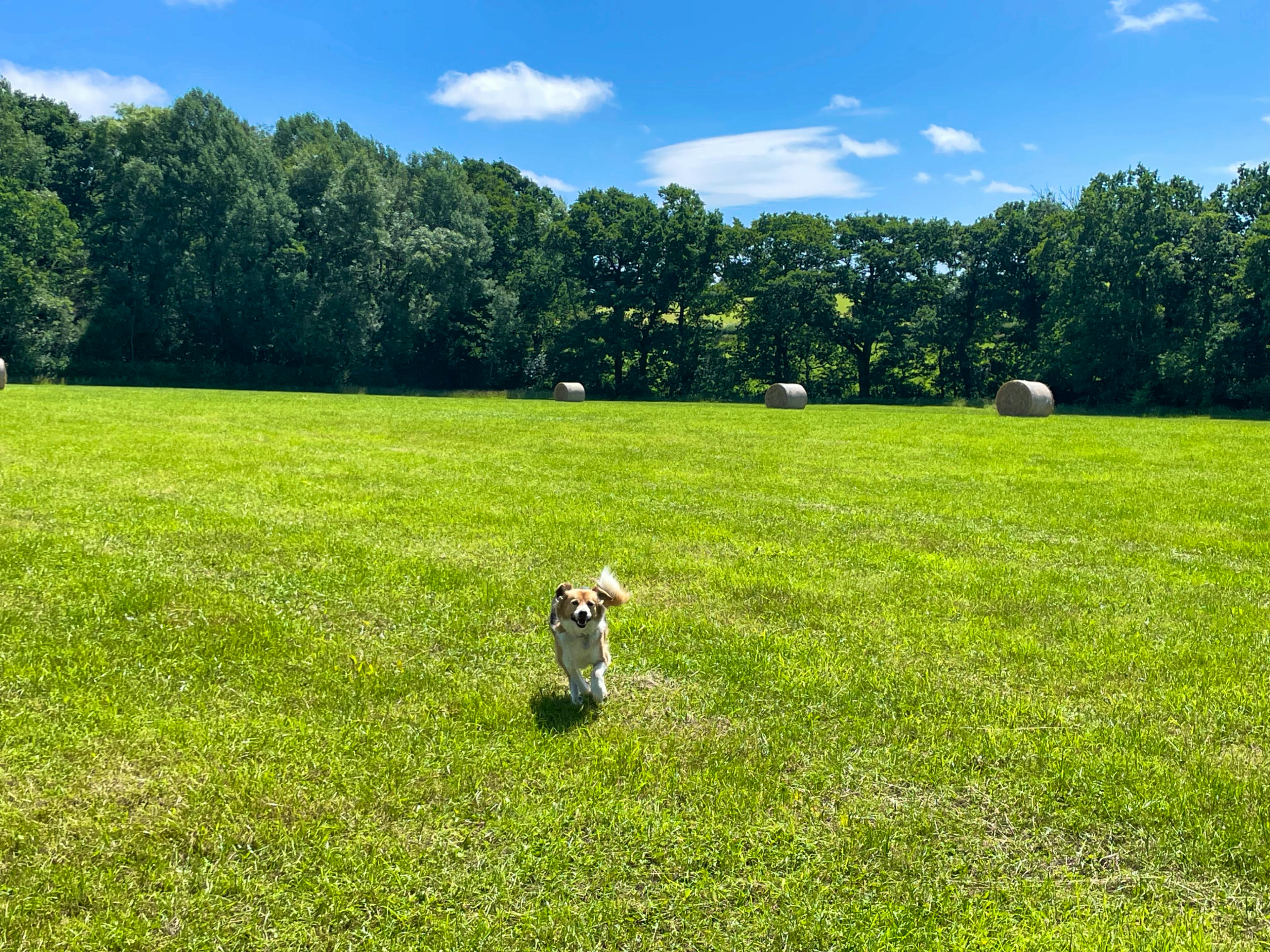 3.5 acres to run around!