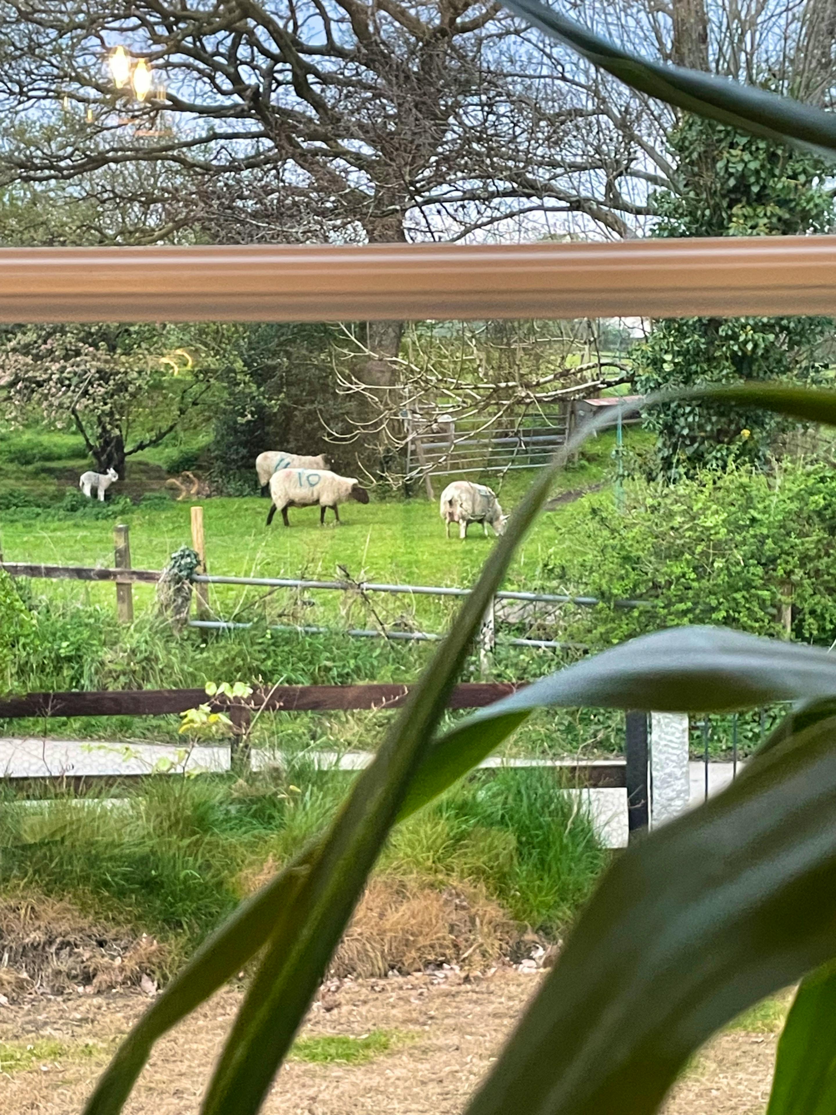 View from the kitchen window