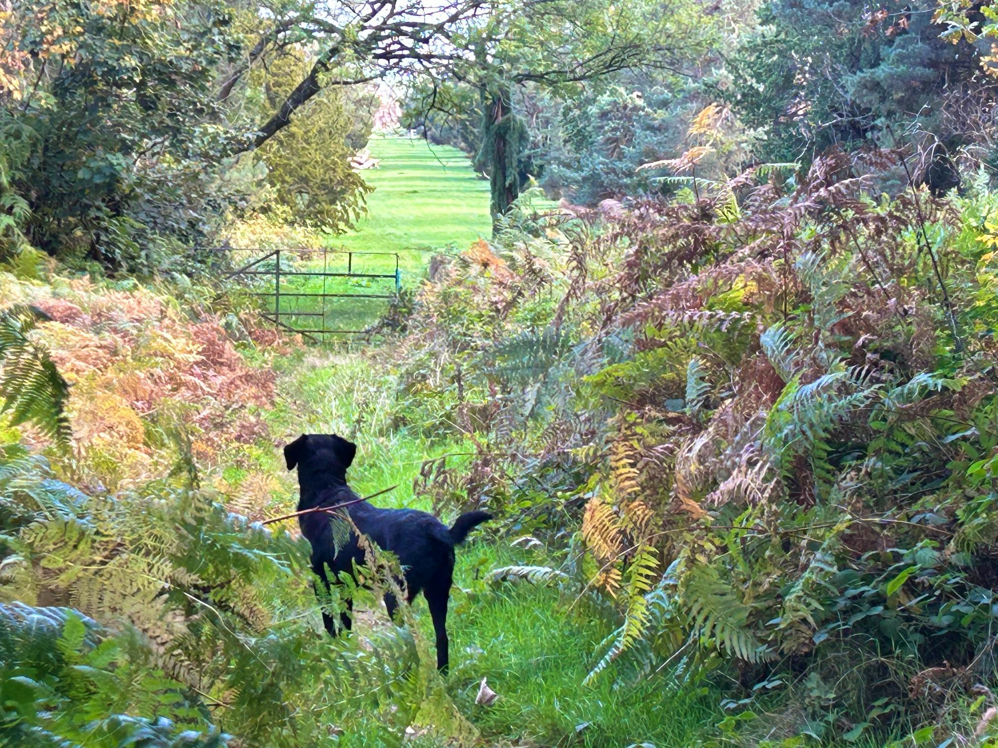 Truffle in the nearby woods 