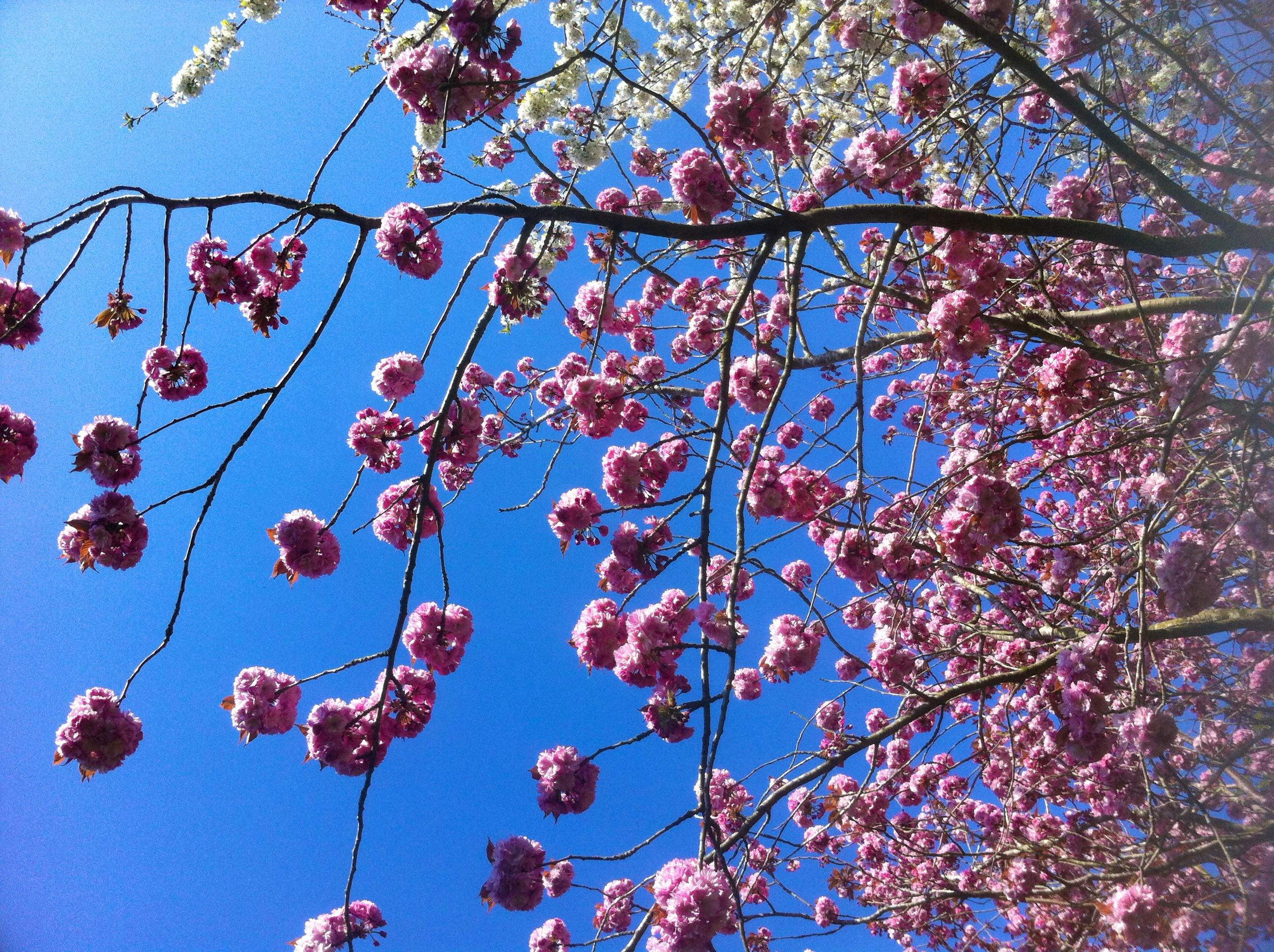 Spring blossom in the garden