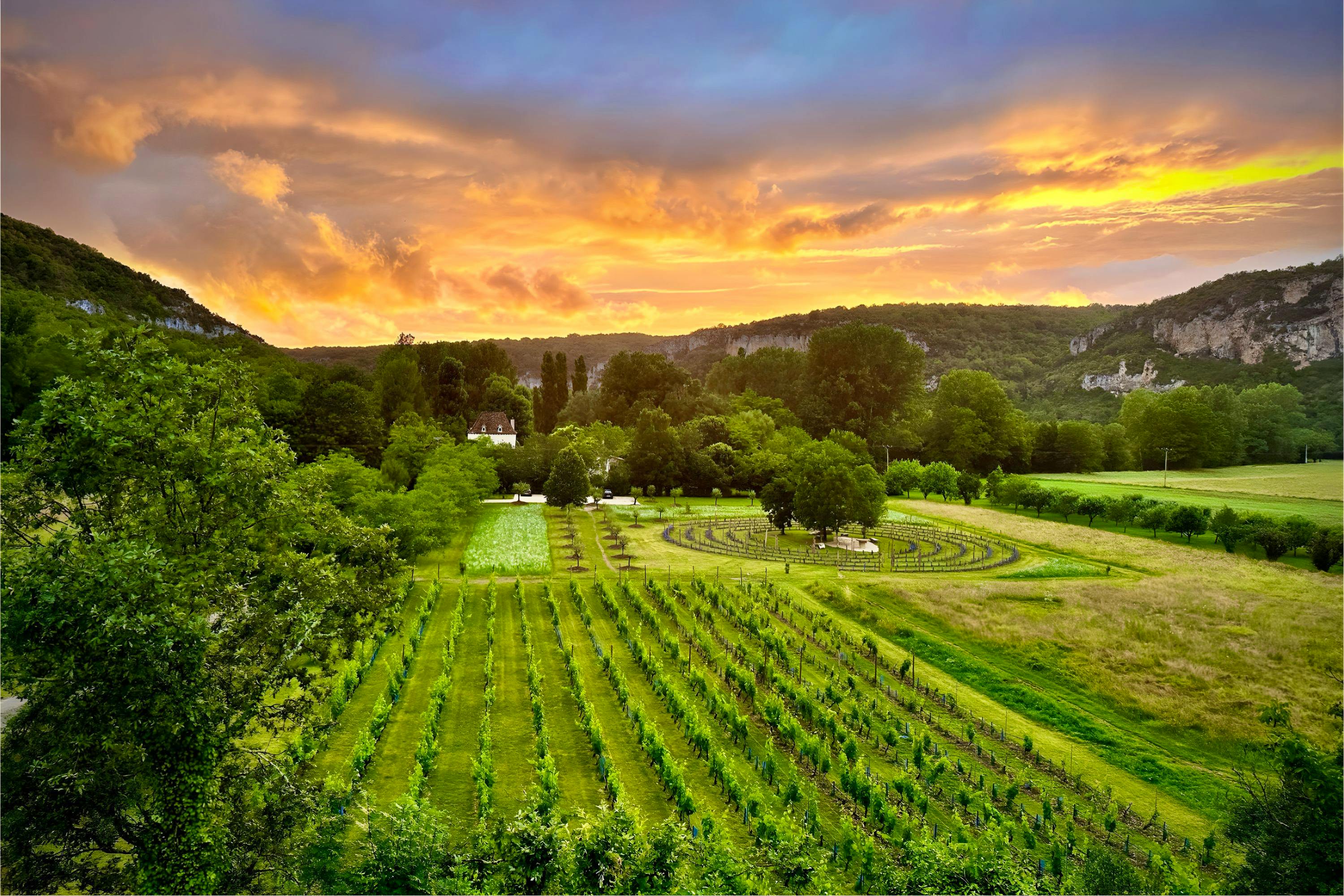 The vineyard at Le Moulin