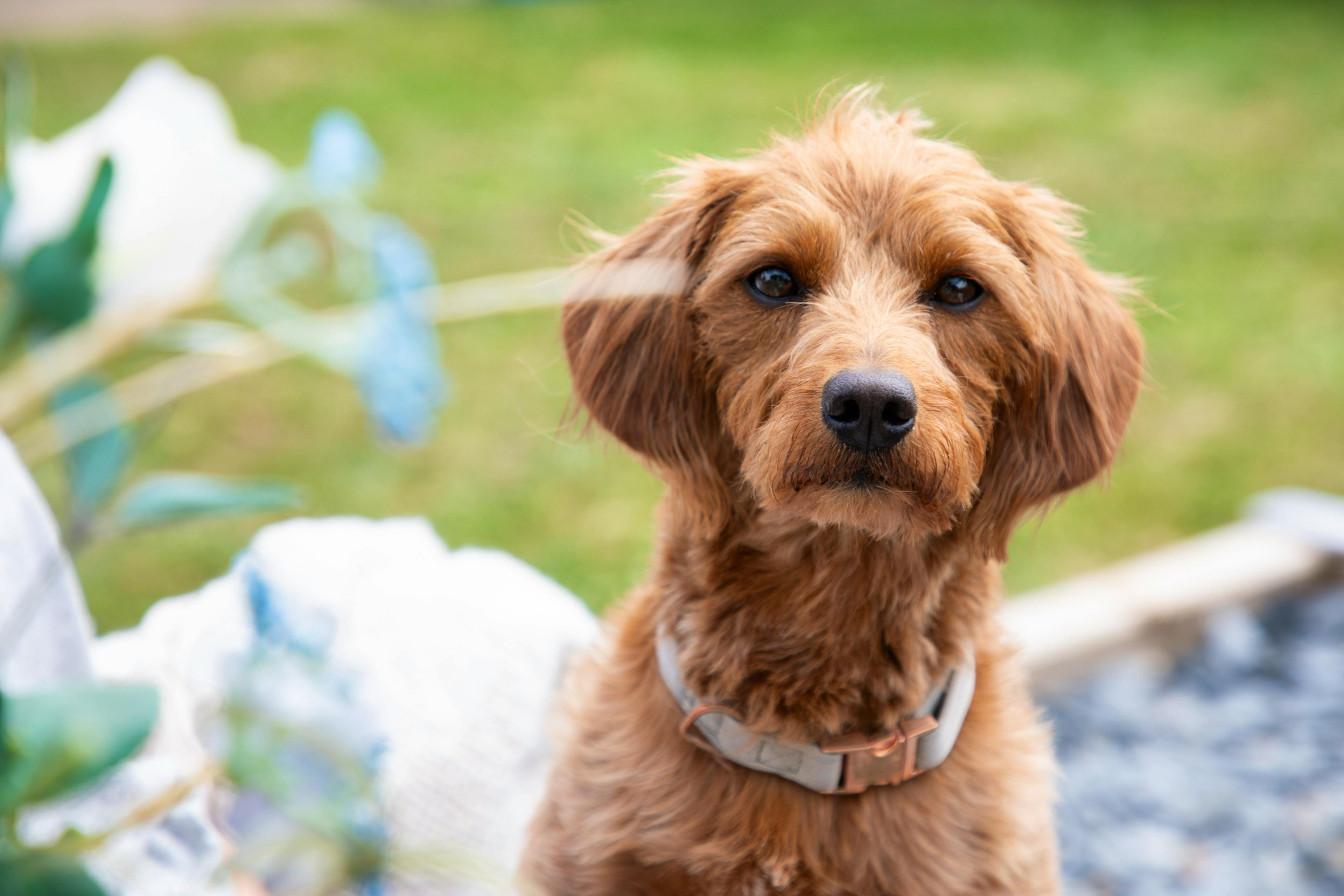 Dog Friendly Getaway