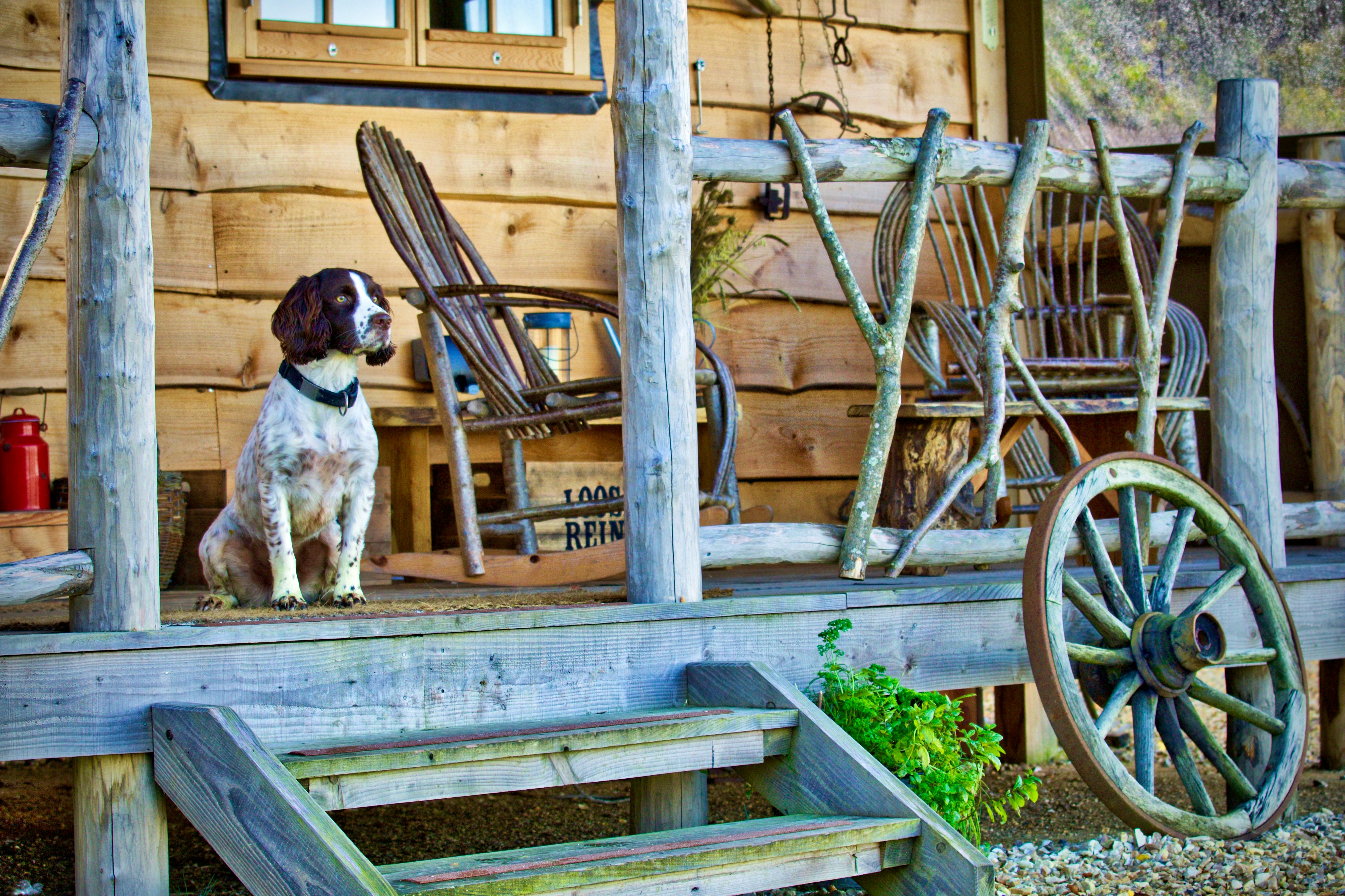 Spaniel sat on cabin porch