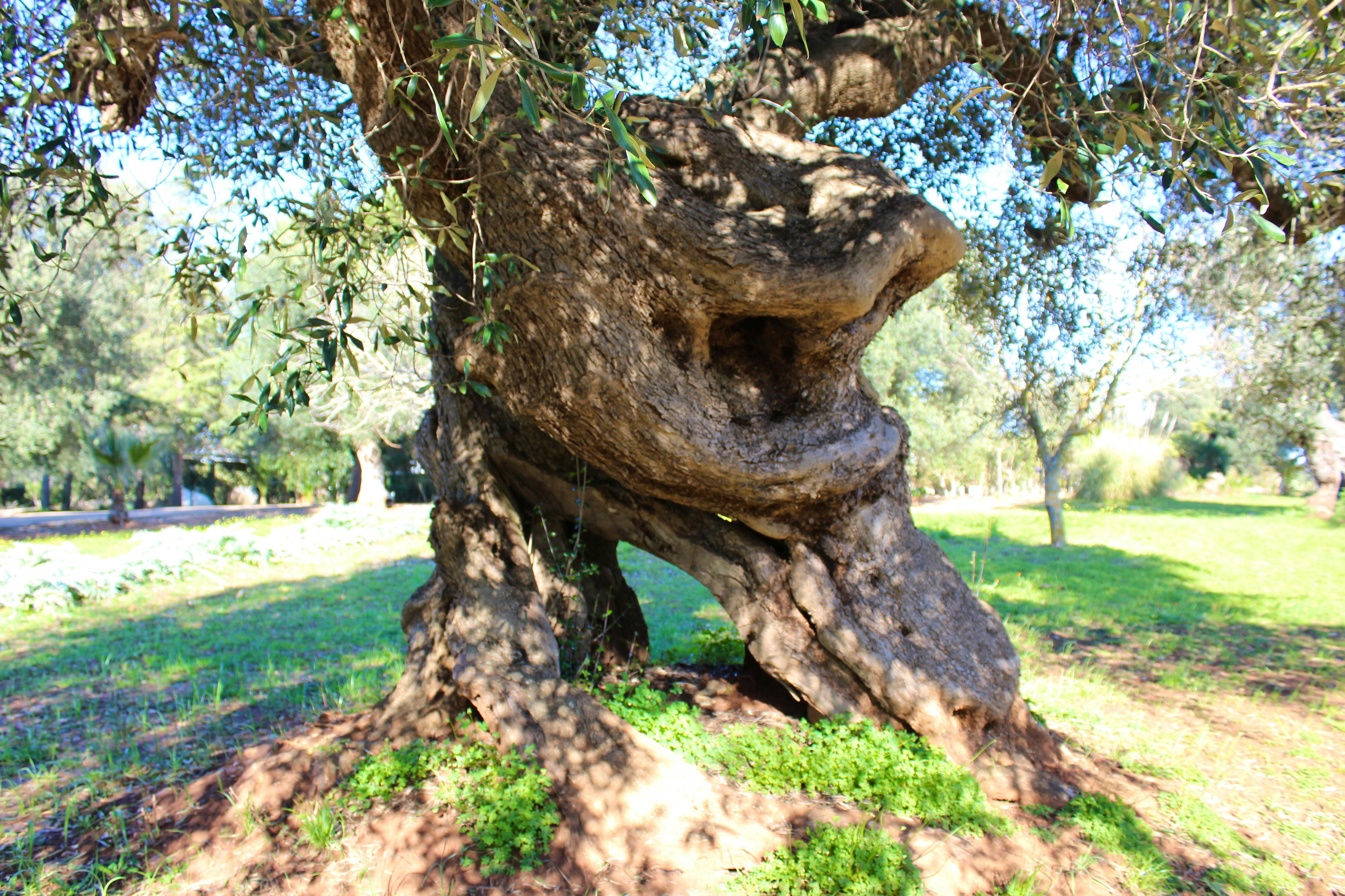 The most iconic of Diddy's Country's many centuries-old olive trees - can you find it?