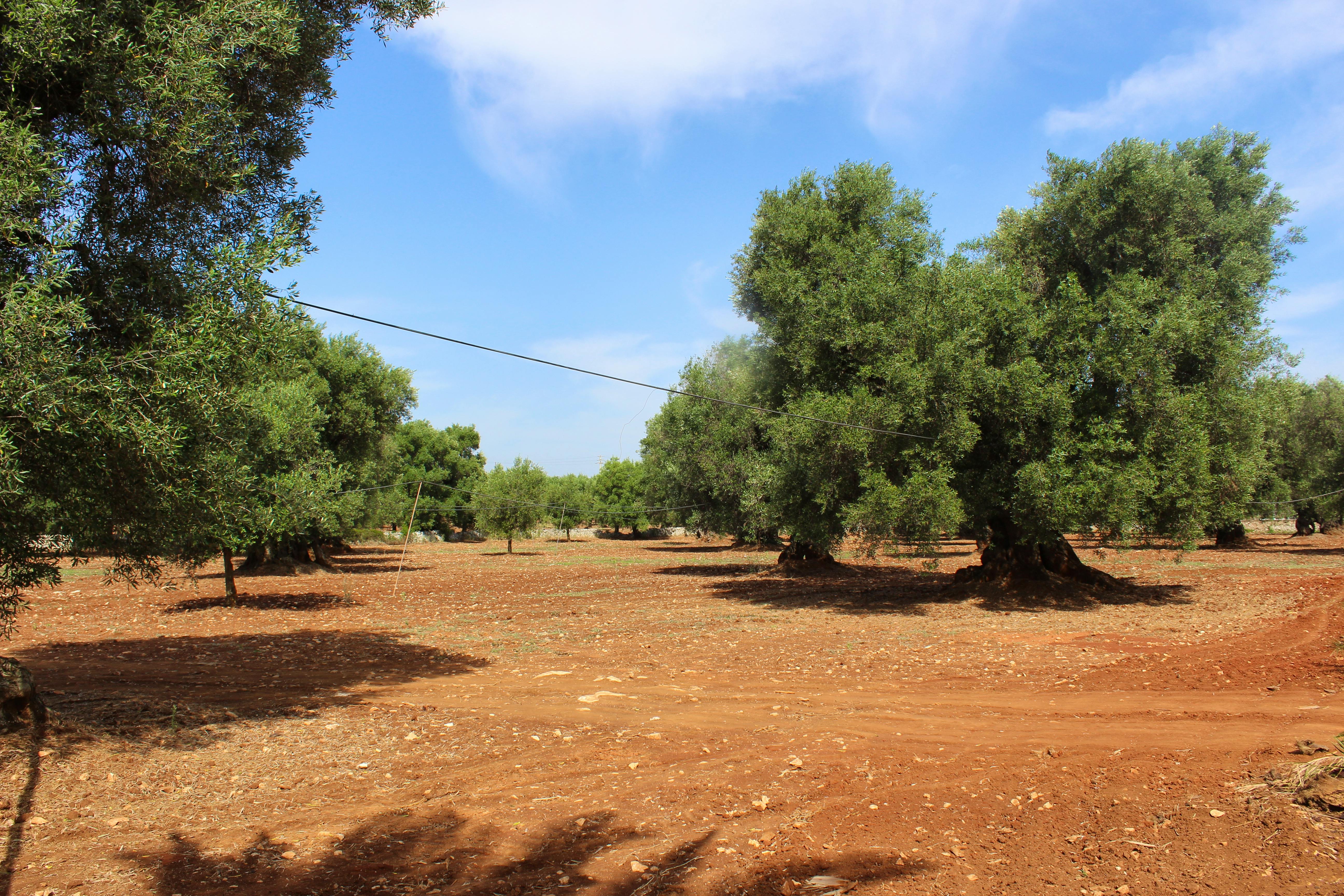 Diddy's Country's olive grove with 200 trees.