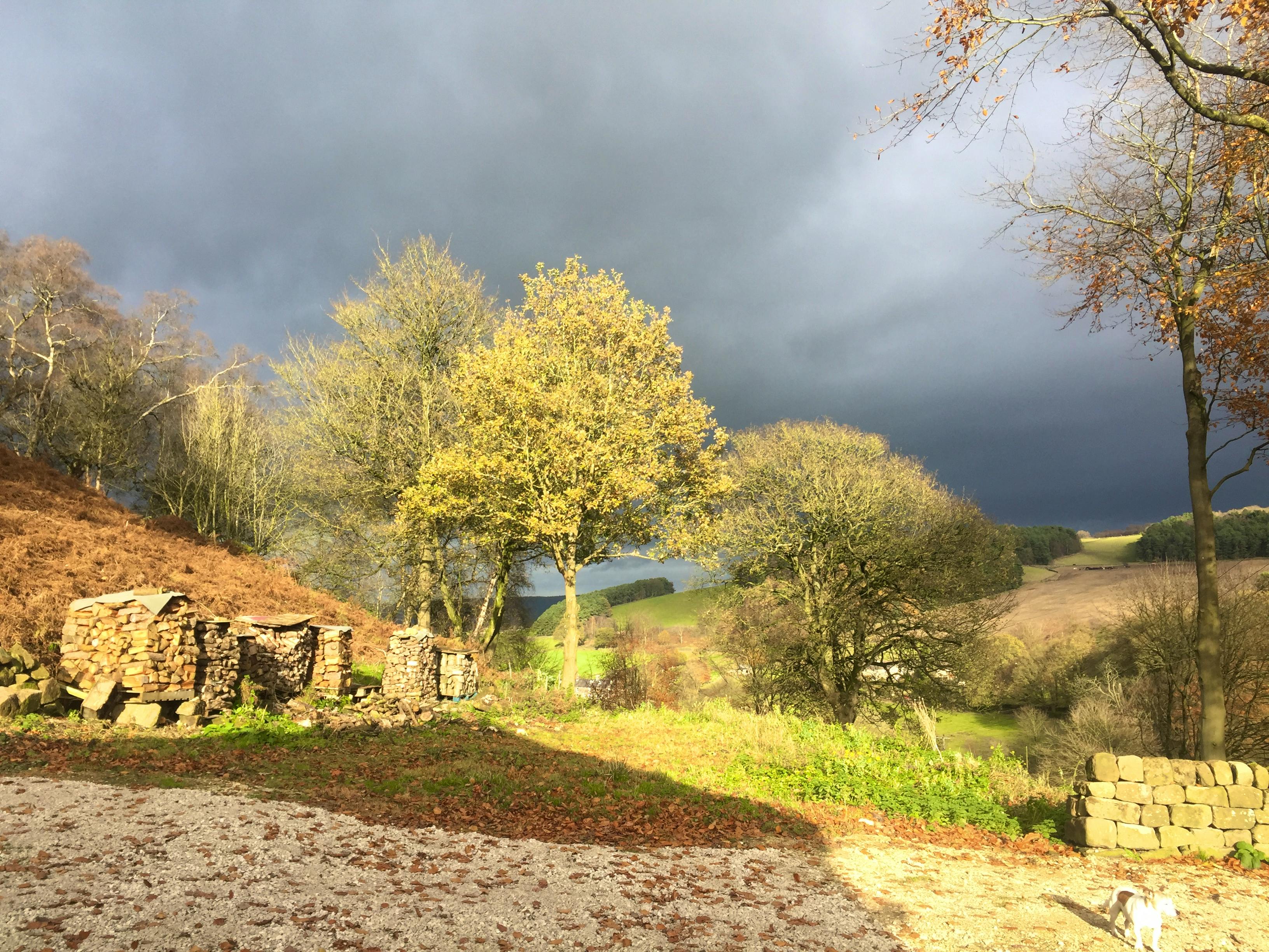 View from the kitchen table