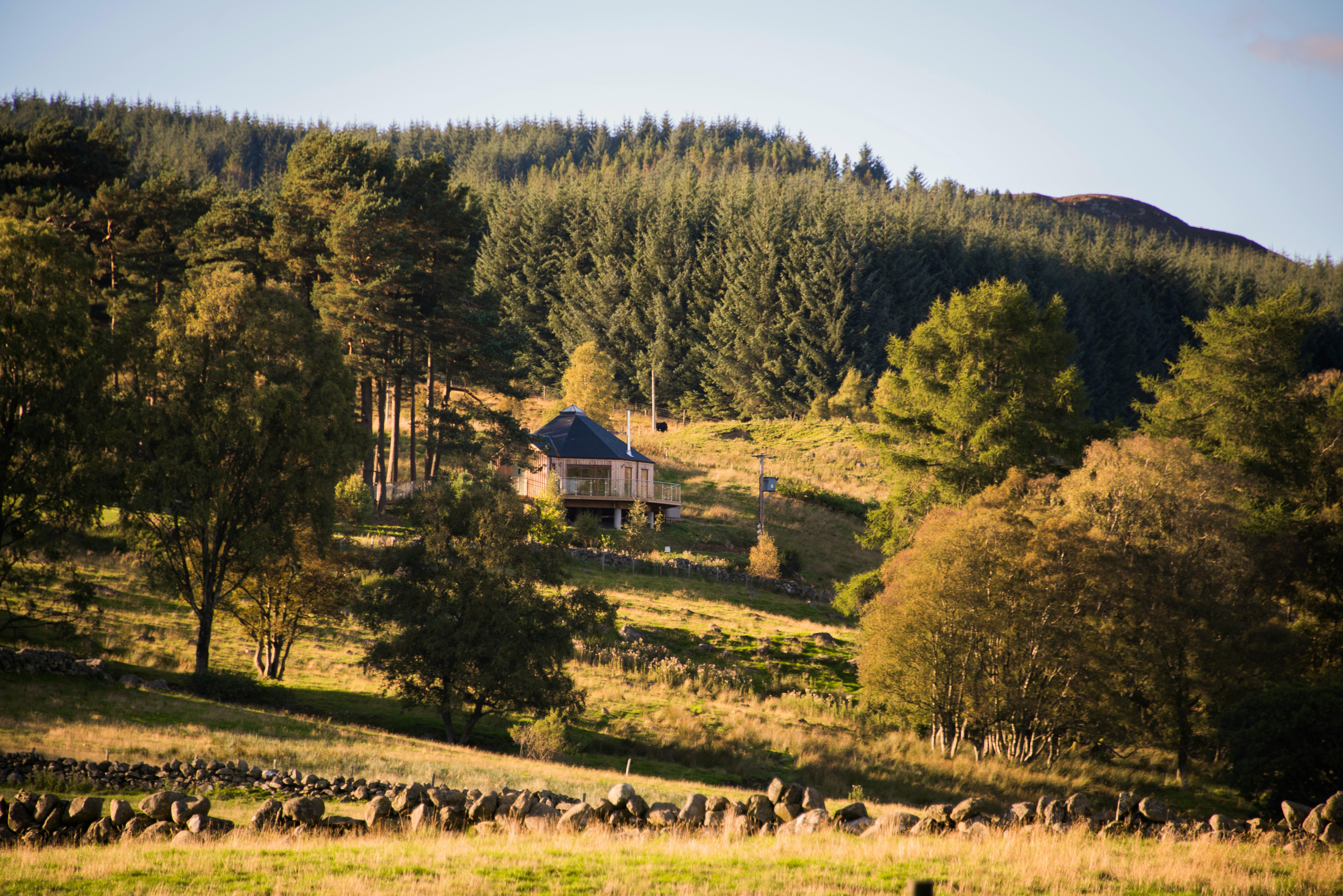 Scots Pine Treehouse