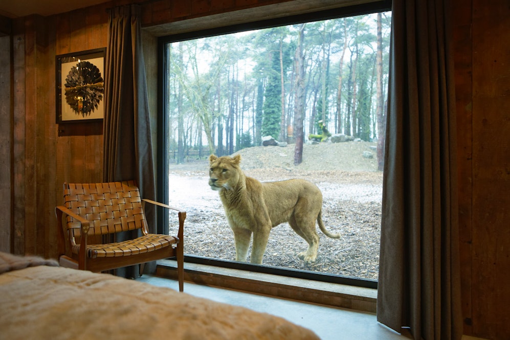Lion Lodge Watch lions from your living room Lion Lodge Watch lions from your living room